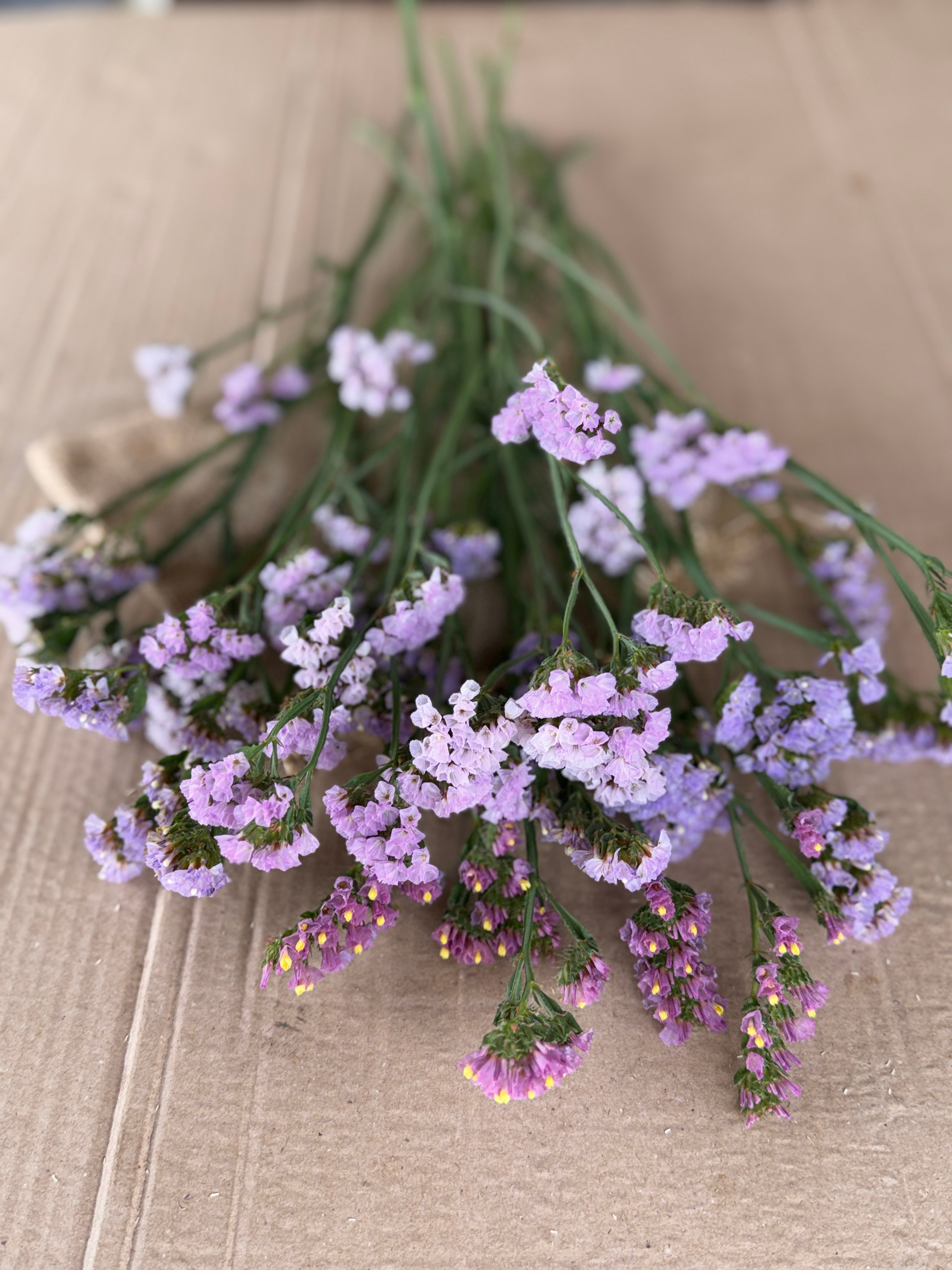 Statice - Lavender Shades