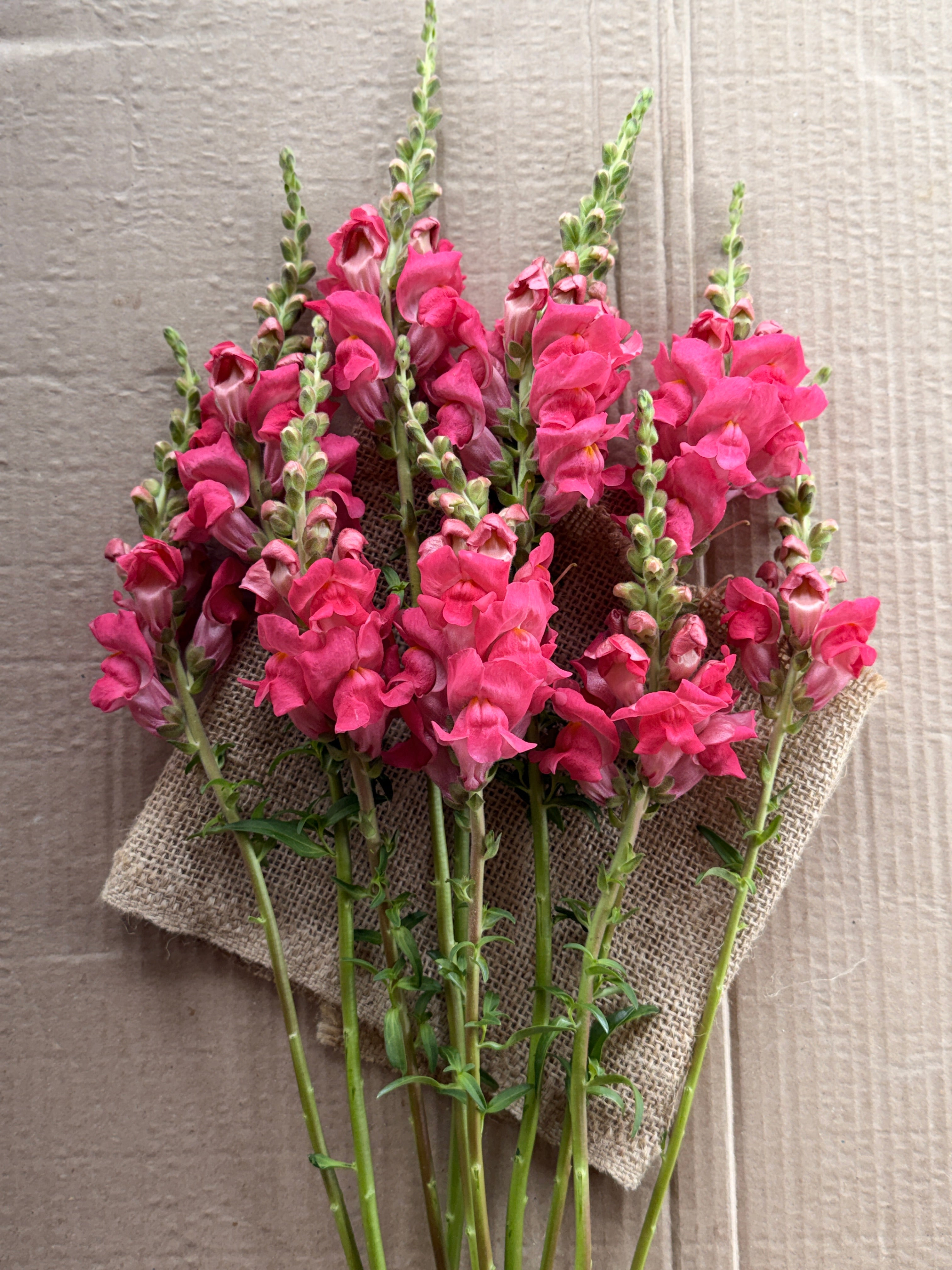Snapdragon - Potomac Dark Pink