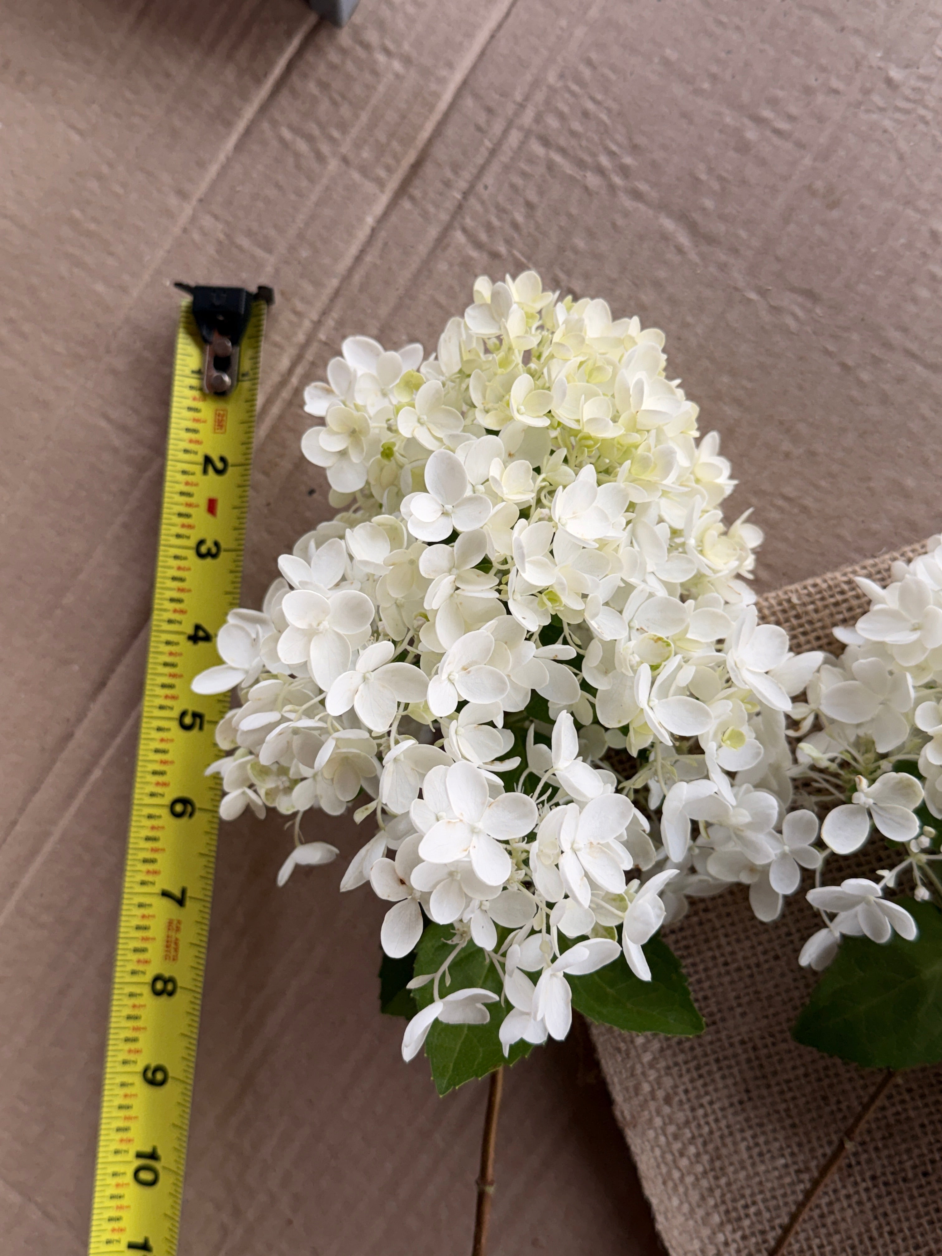Hydrangea - Small Panicle