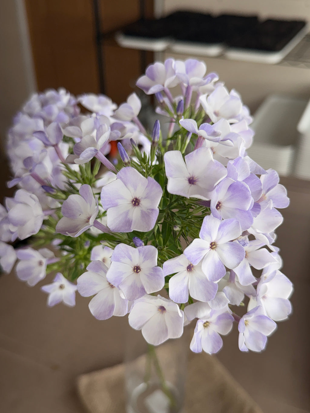 Phlox - White with Blue