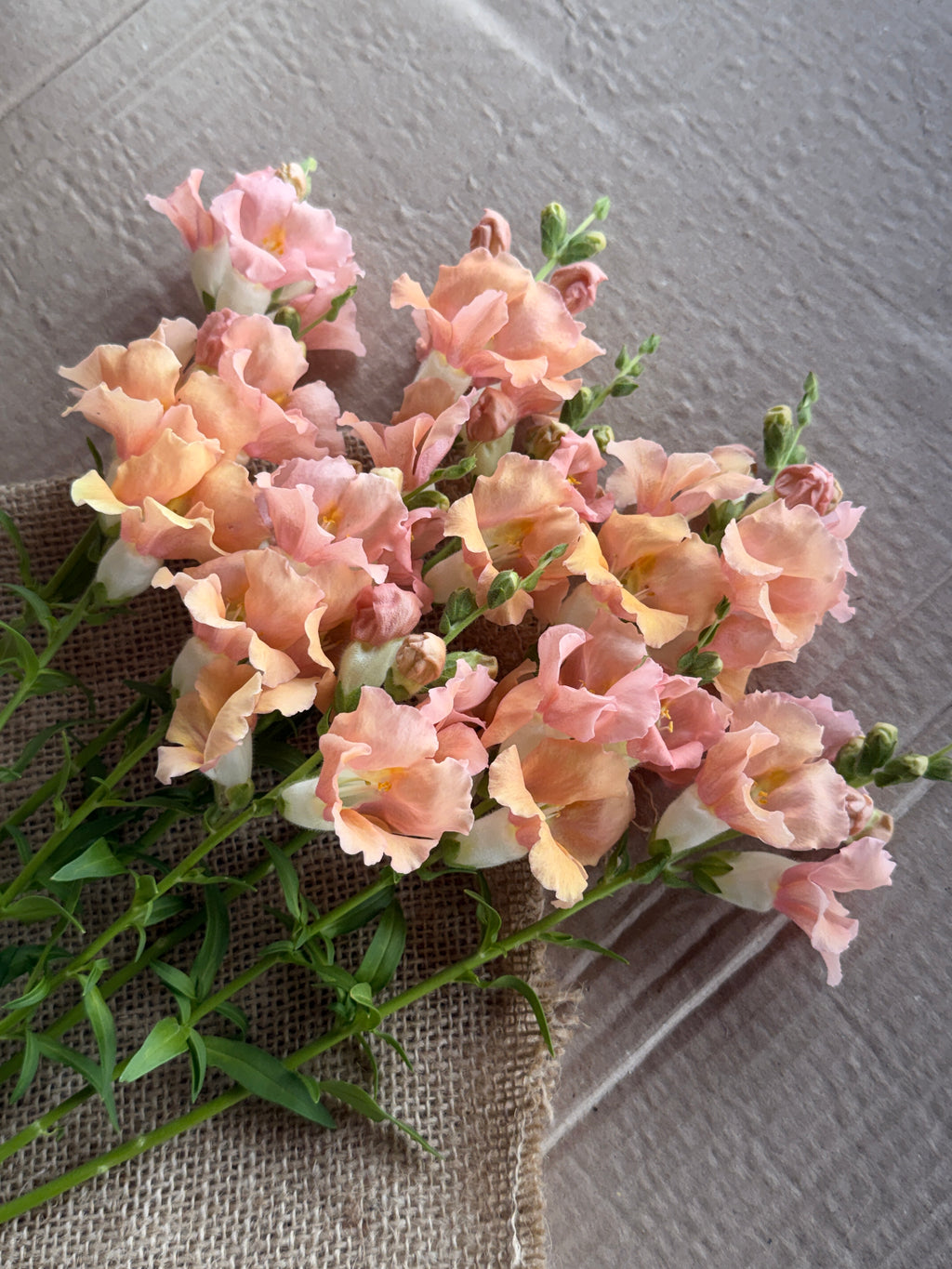 Snapdragon - Chantily Light Salmon