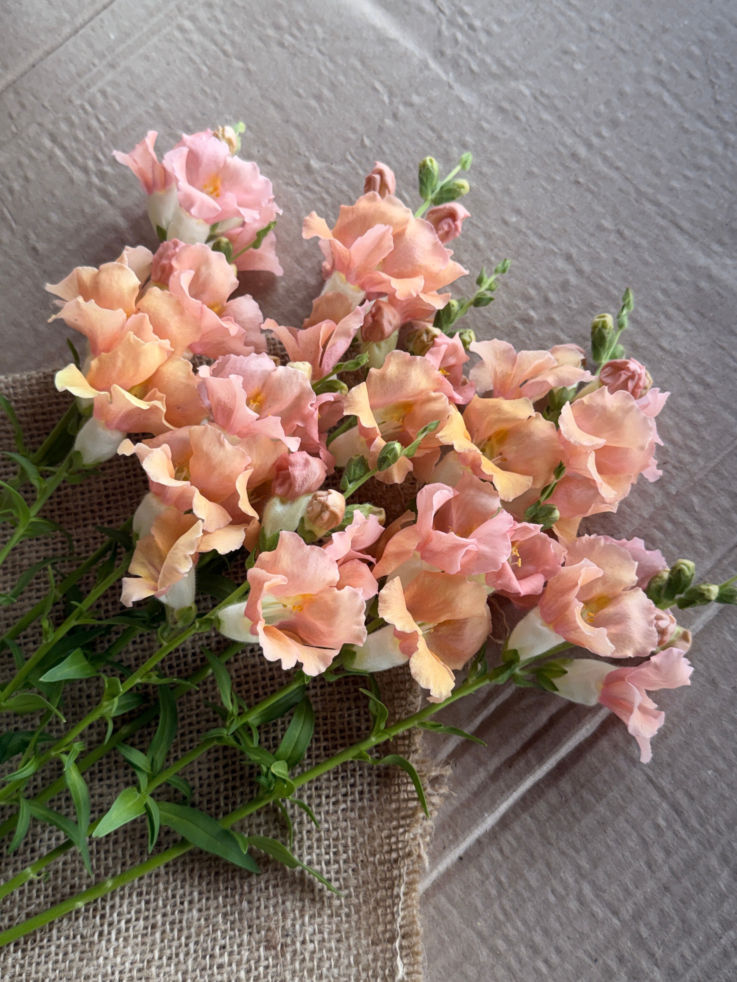 Snapdragon - Chantily Light Salmon
