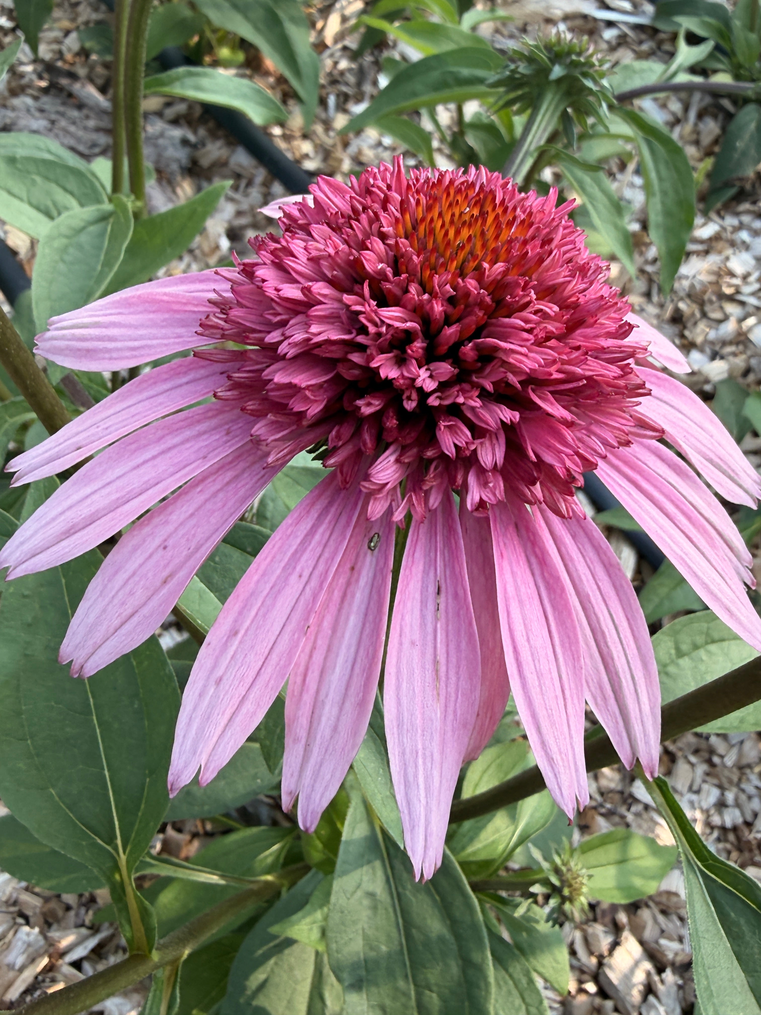 PomPon Echinacea - Raspberry