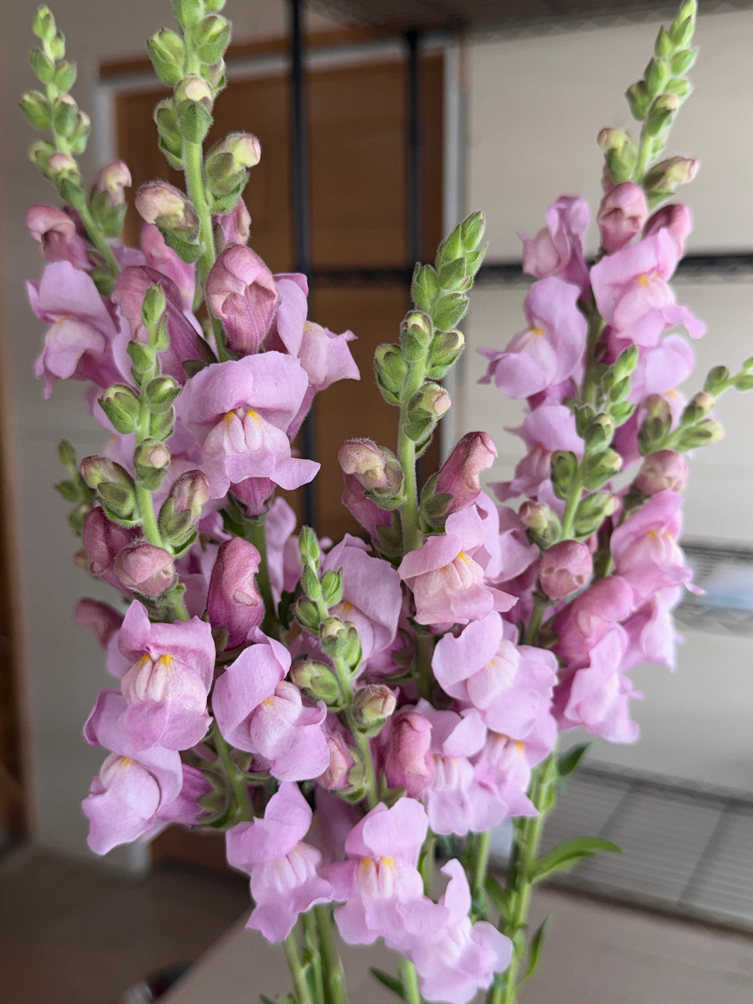 Snapdragon - Potomac Lavender