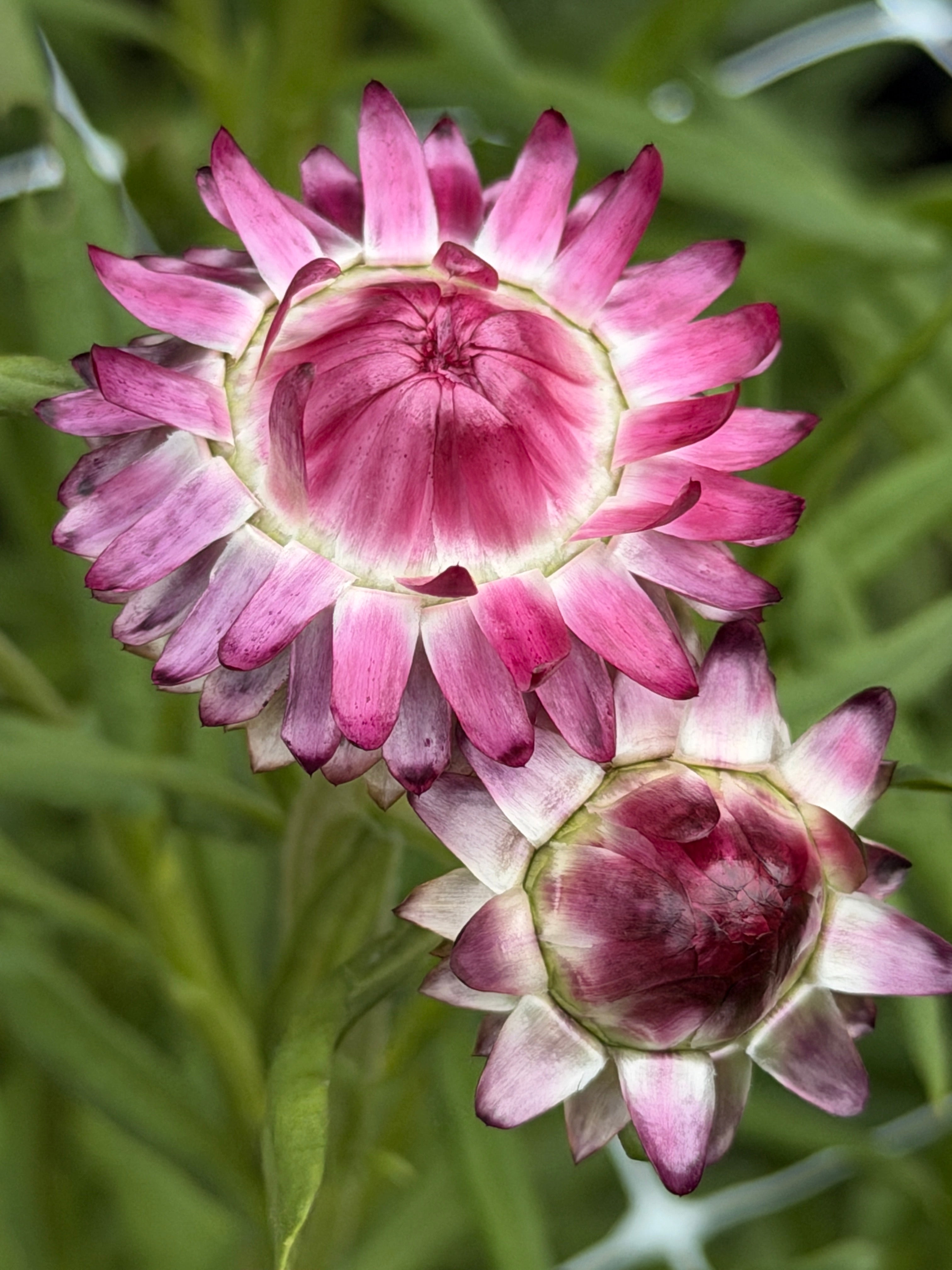 Strawflower - Cranberry Rose
