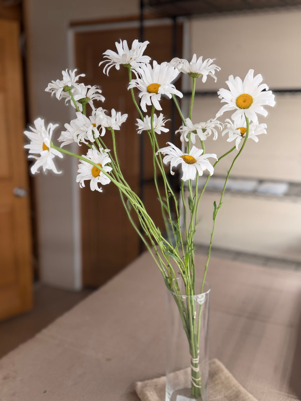 Daisy - Tall Alaska
