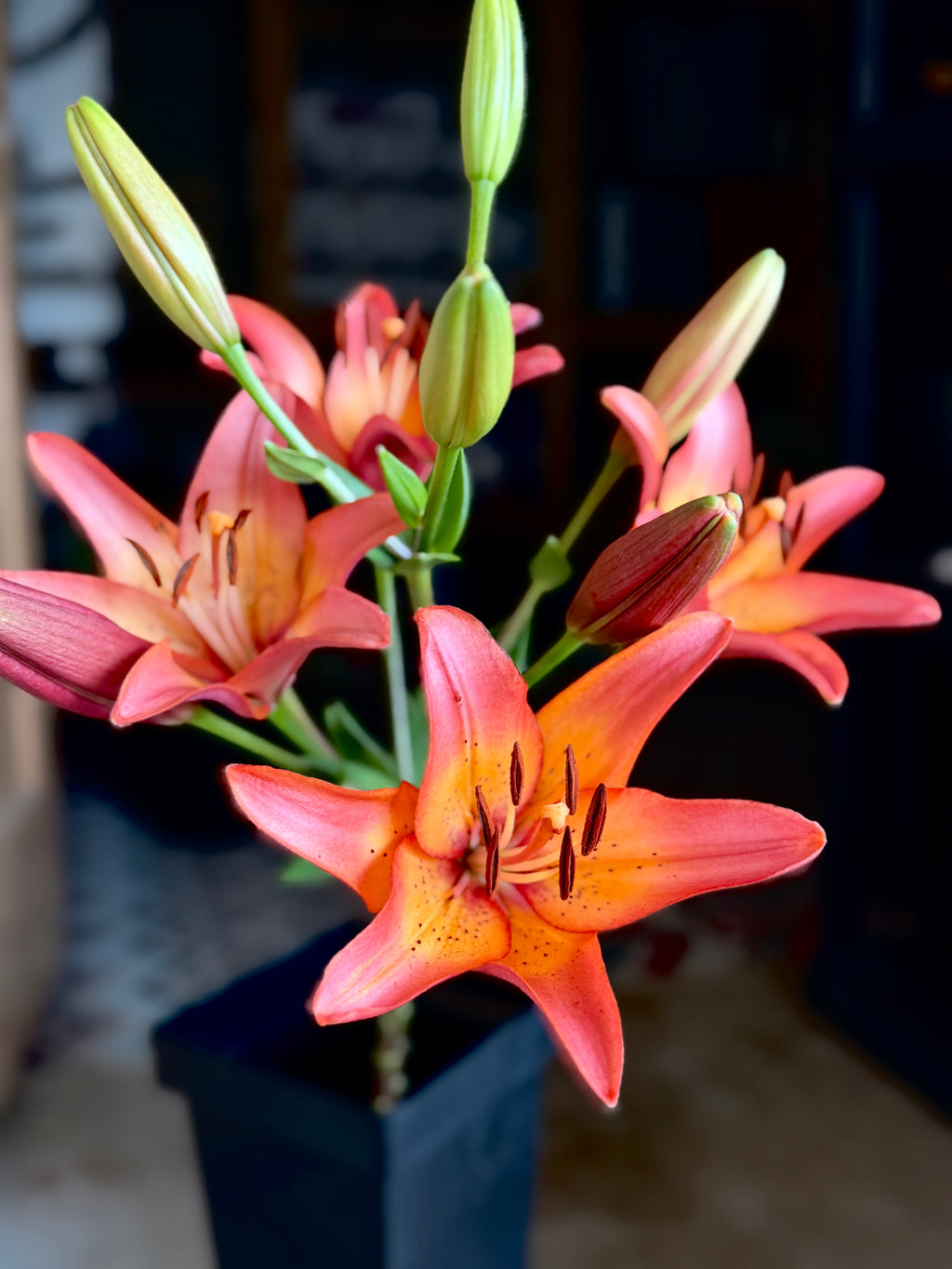 Lily - Royal Sunset
