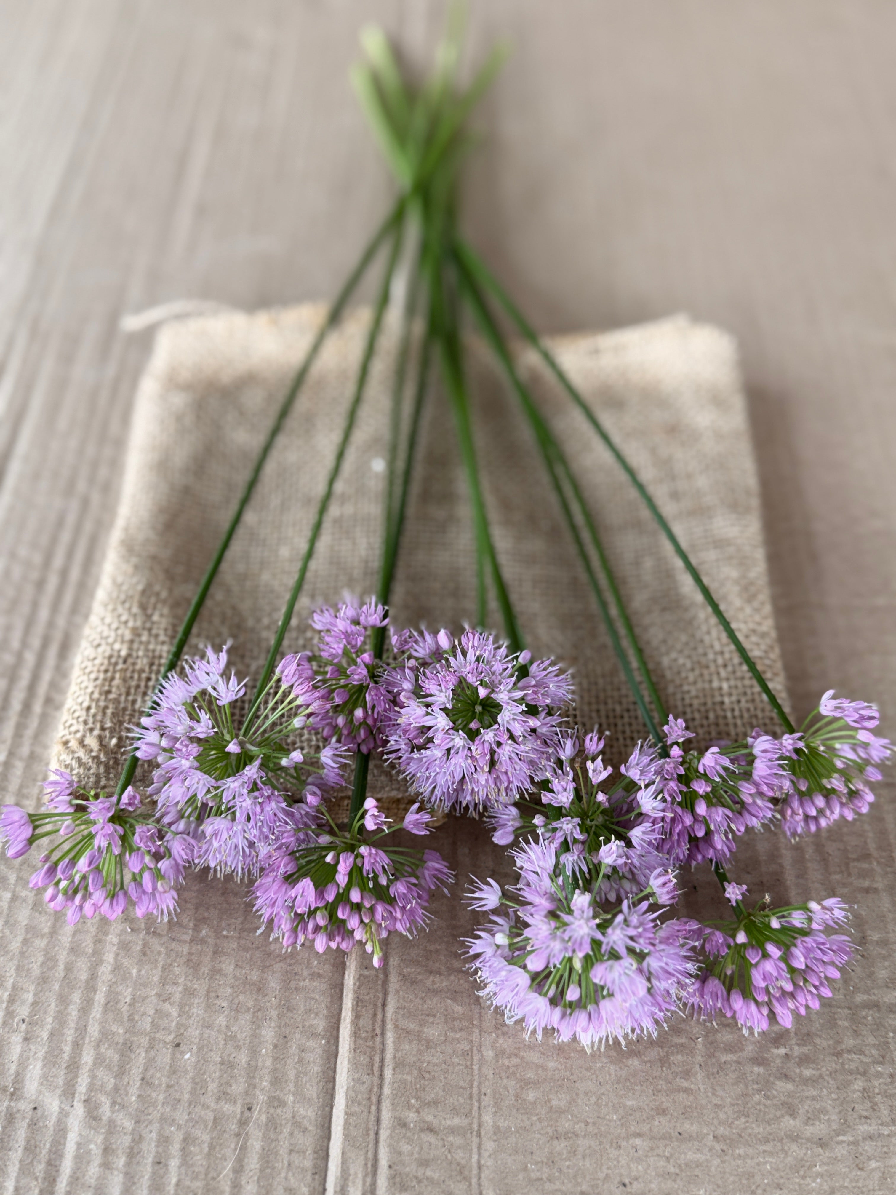 Allium - Millennium