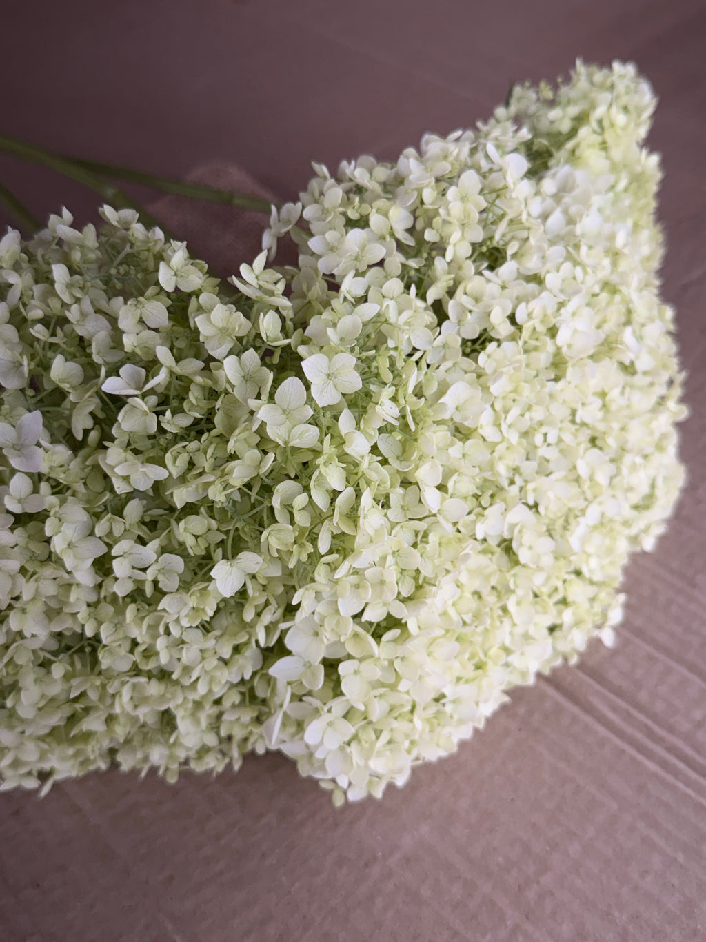 Hydrangea - Large White