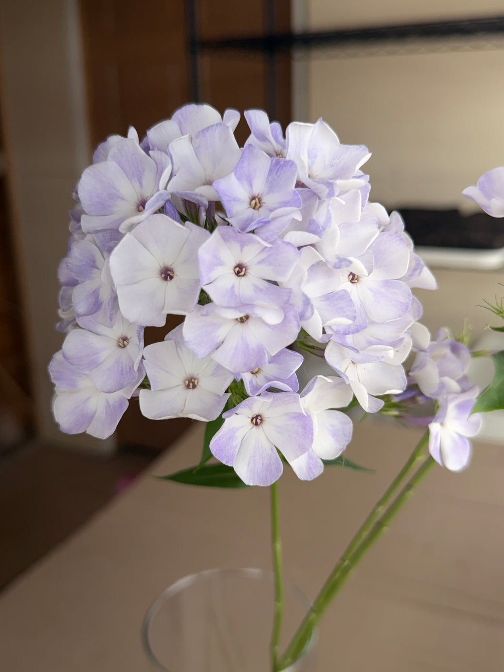 Phlox - White with Blue