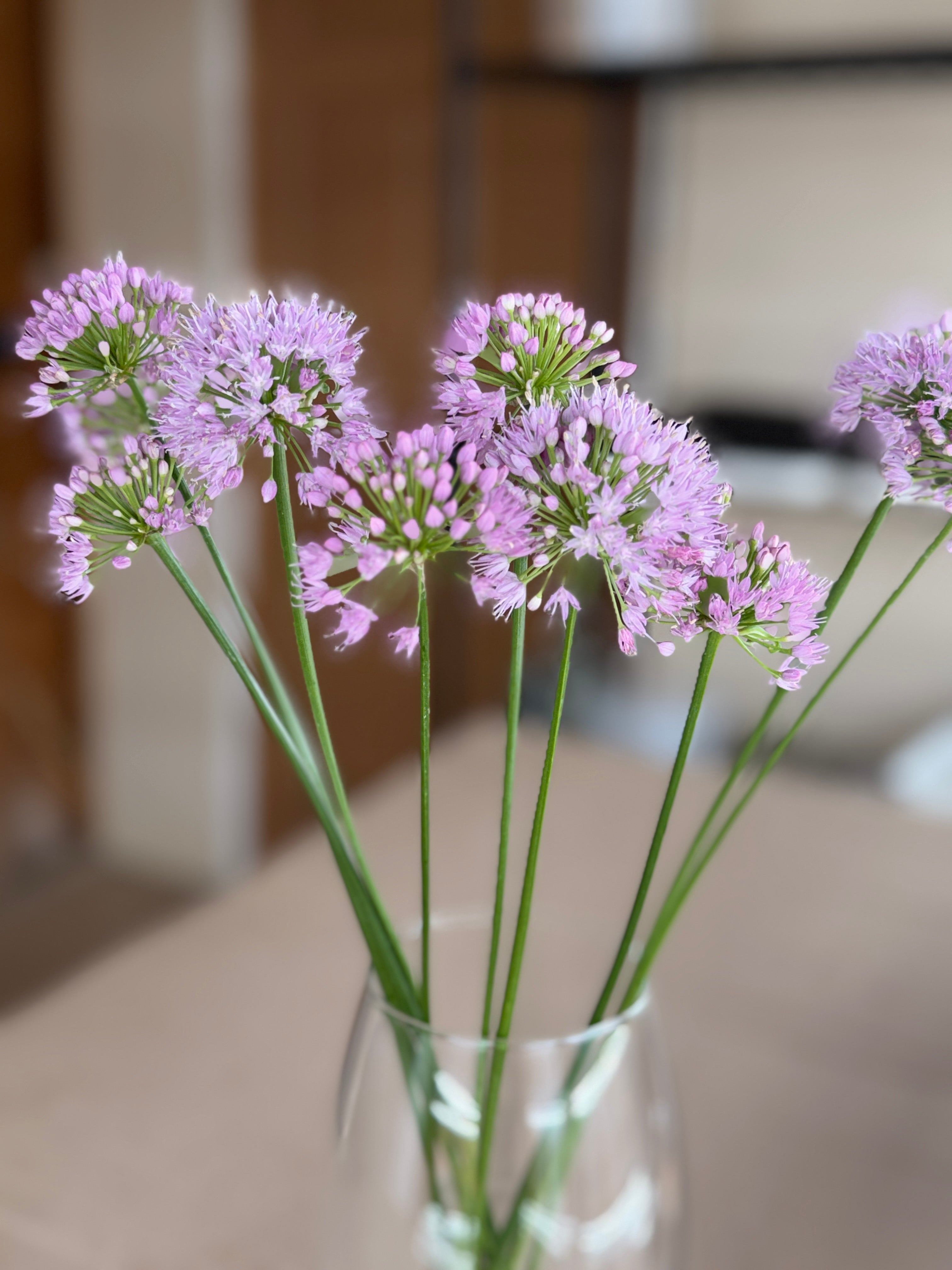 Allium - Millennium