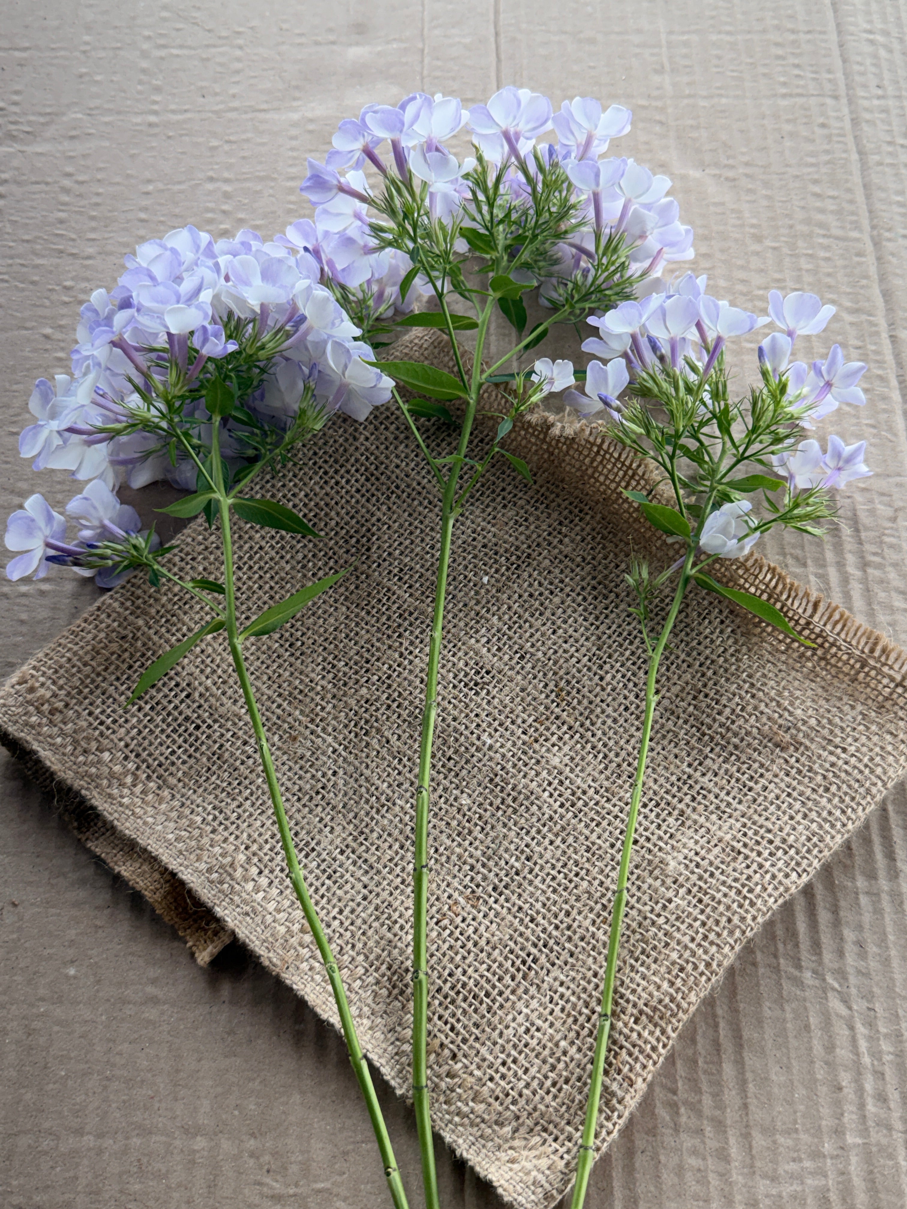 Phlox - White with Blue