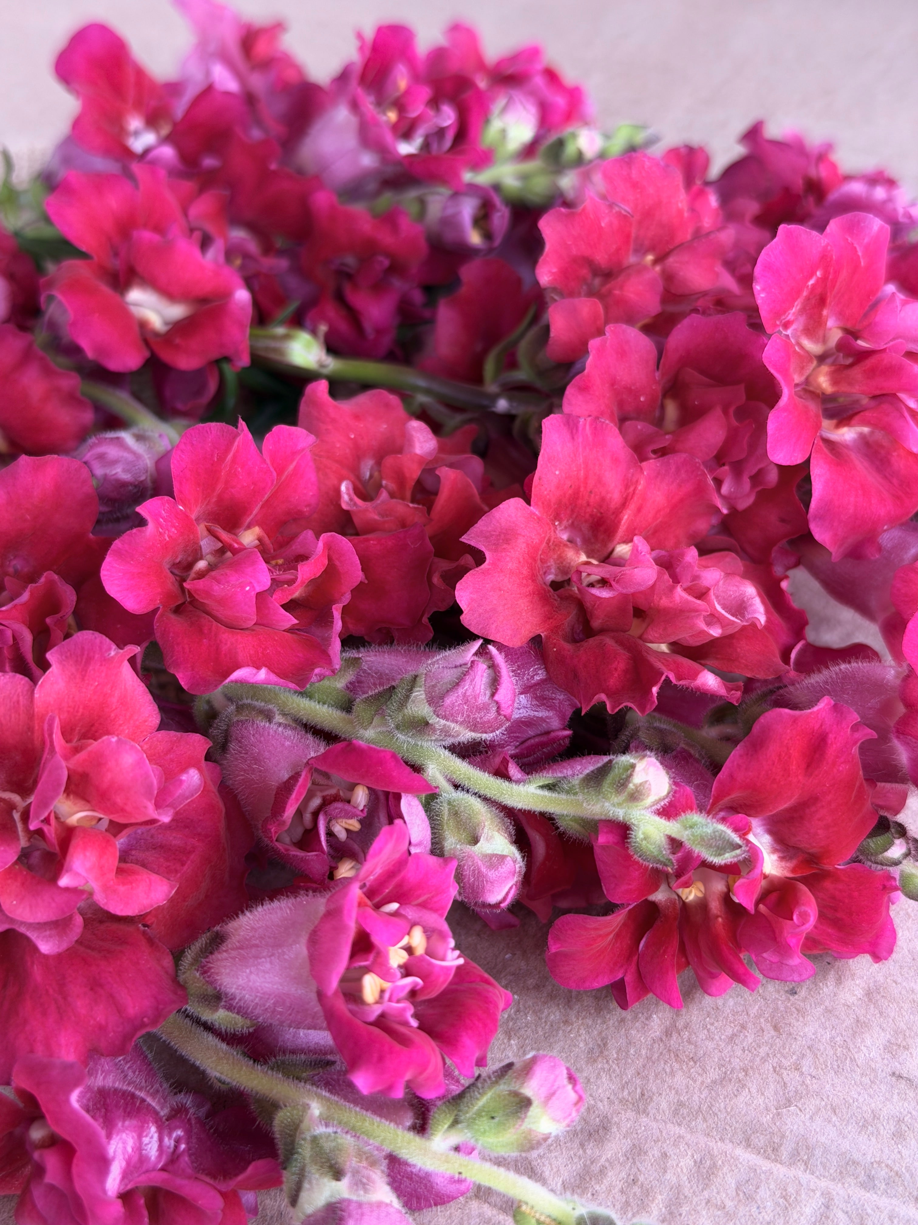 Snapdragon - Butterfly Red