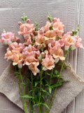Snapdragon - Chantily Light Salmon