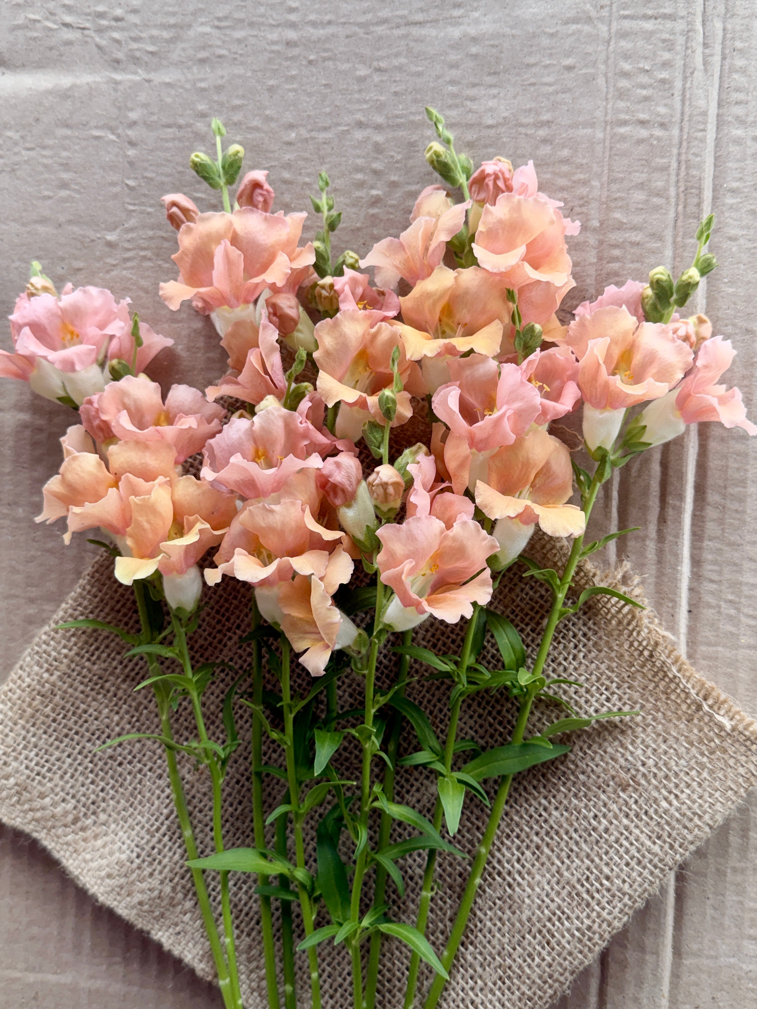 Snapdragon - Chantily Light Salmon