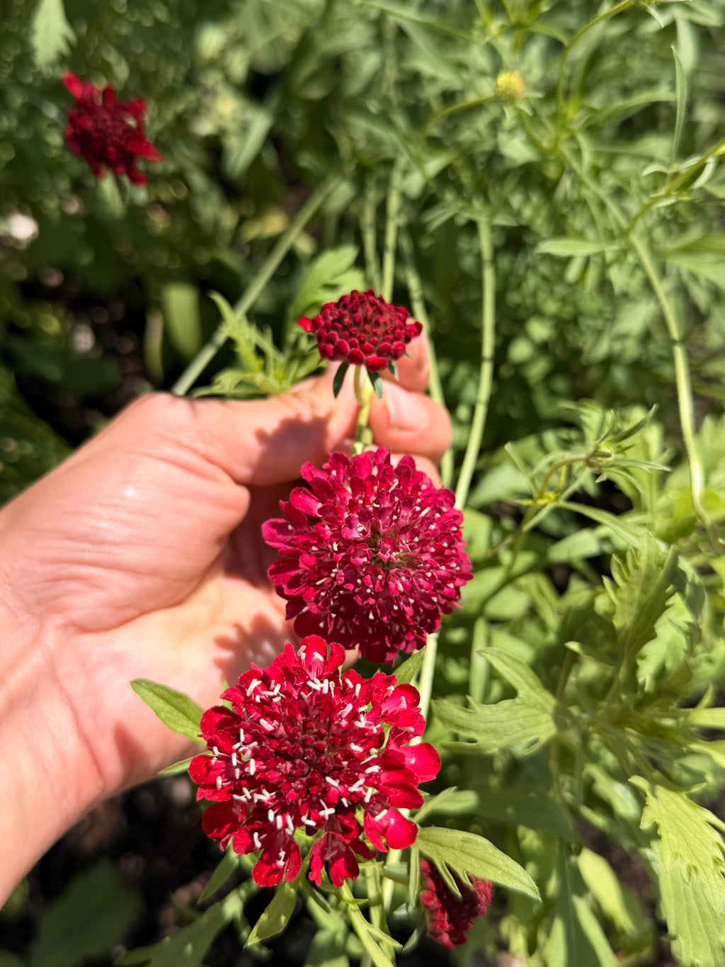 Scabiosa - Cranberry