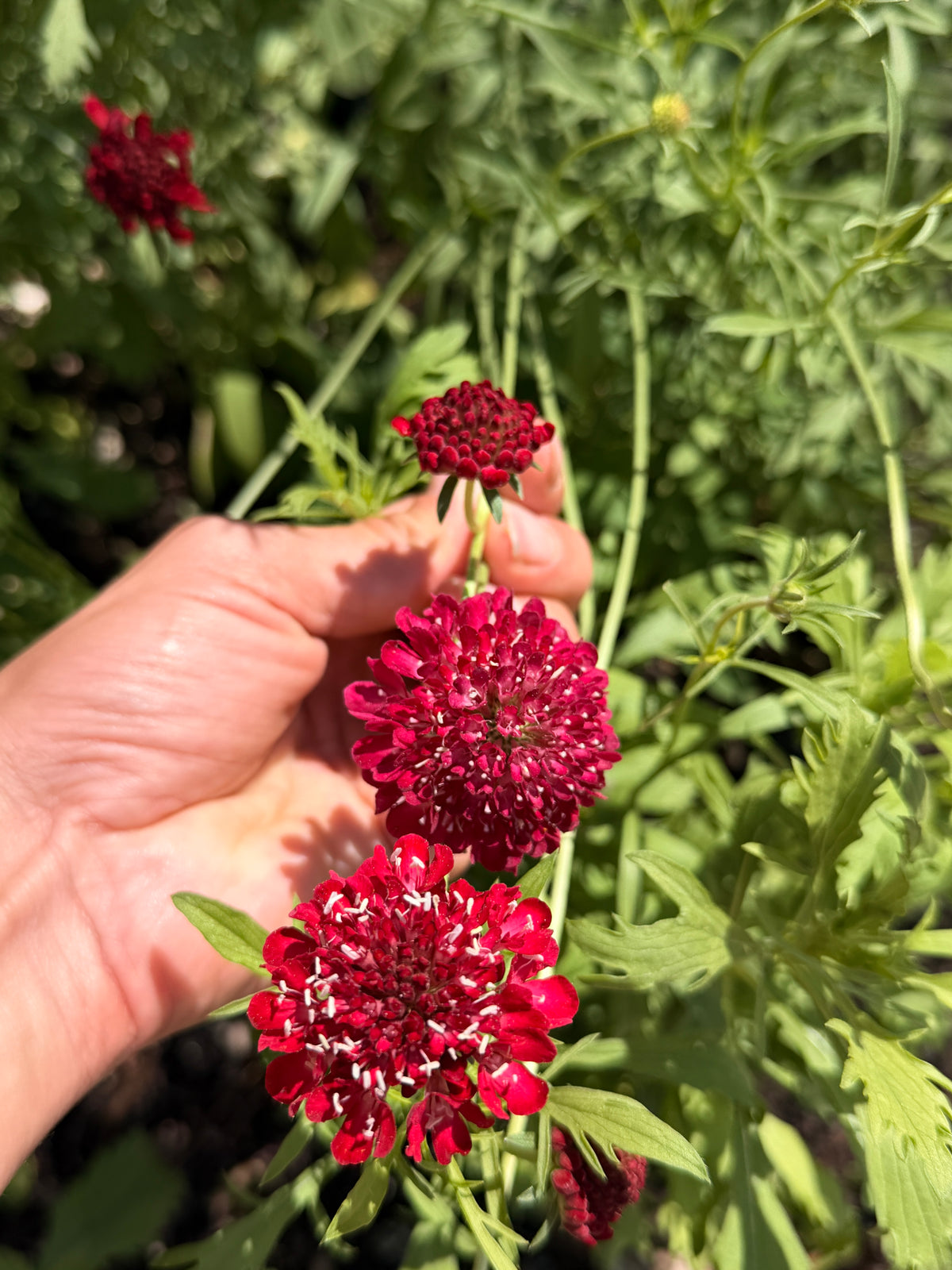 Scabiosa - Cranberry