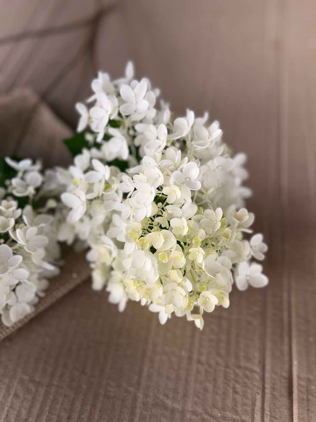 Hydrangea - Small Panicle