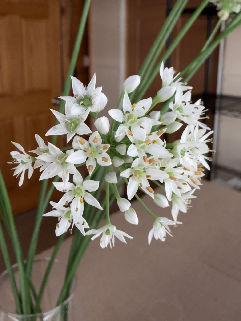 Allium - Late Summer White