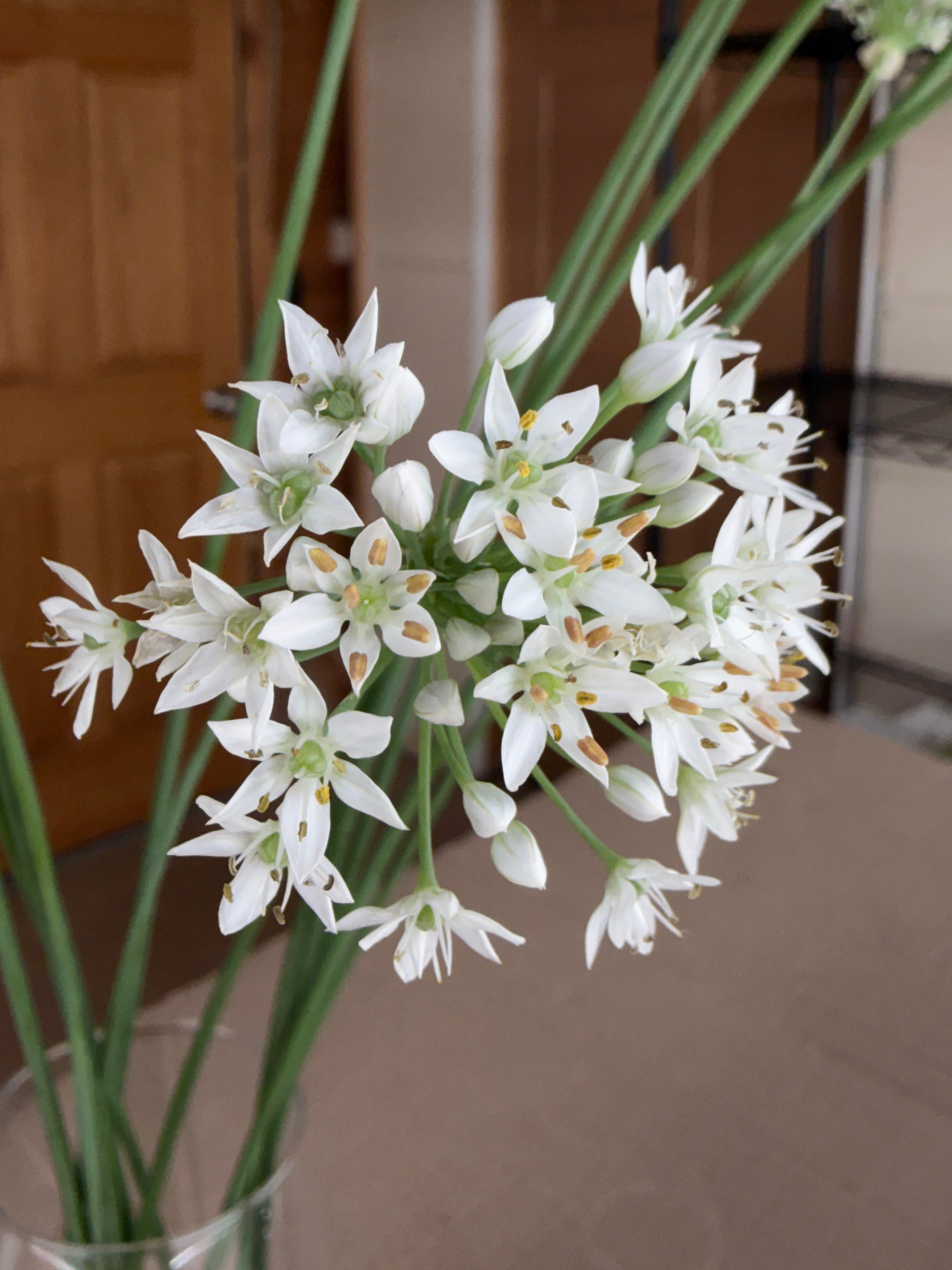 Allium - Late Summer White
