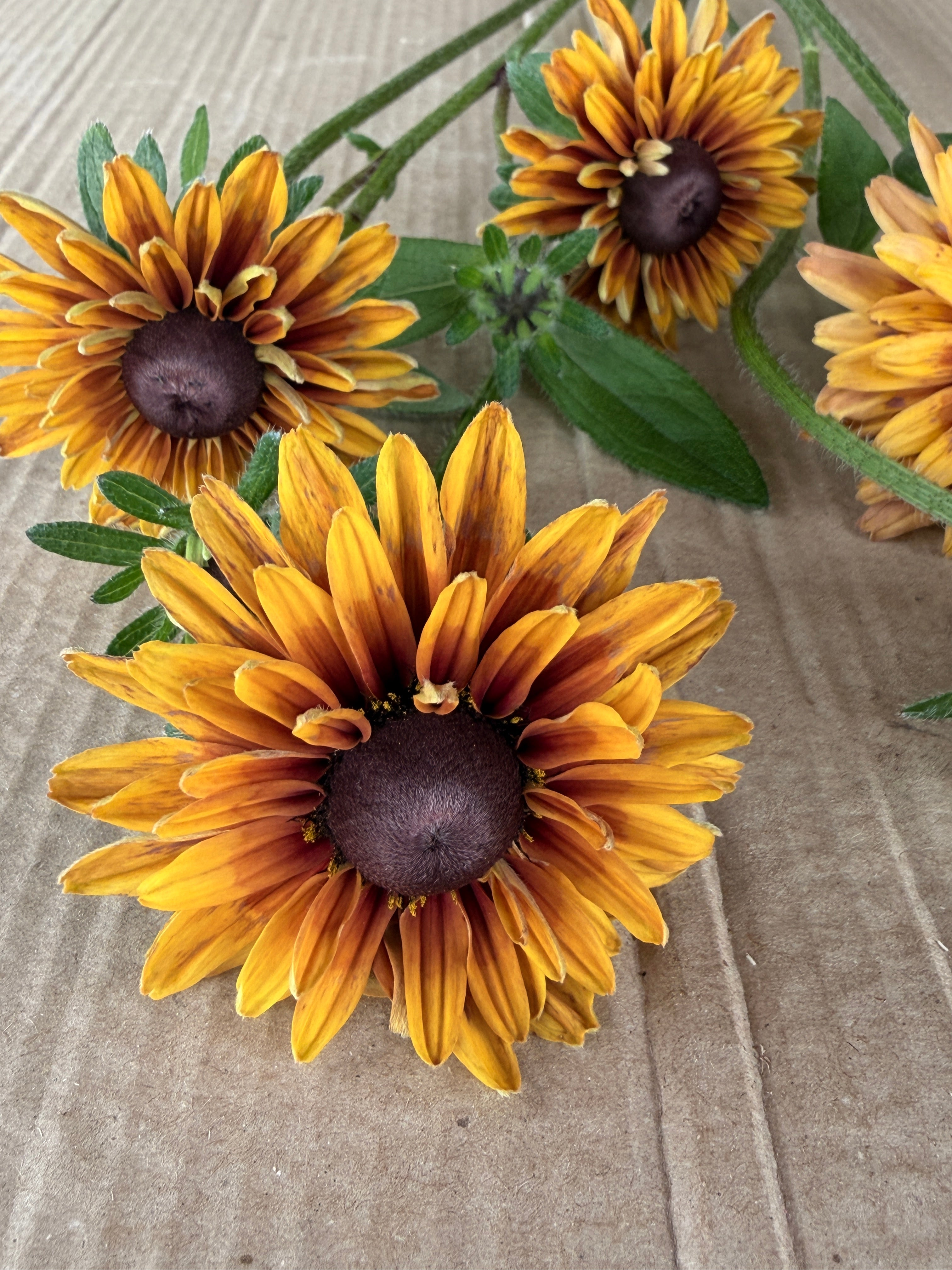Rudbeckia - Sahara