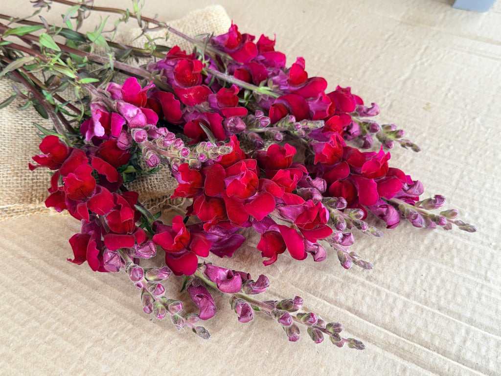 Snapdragon - Costa Red