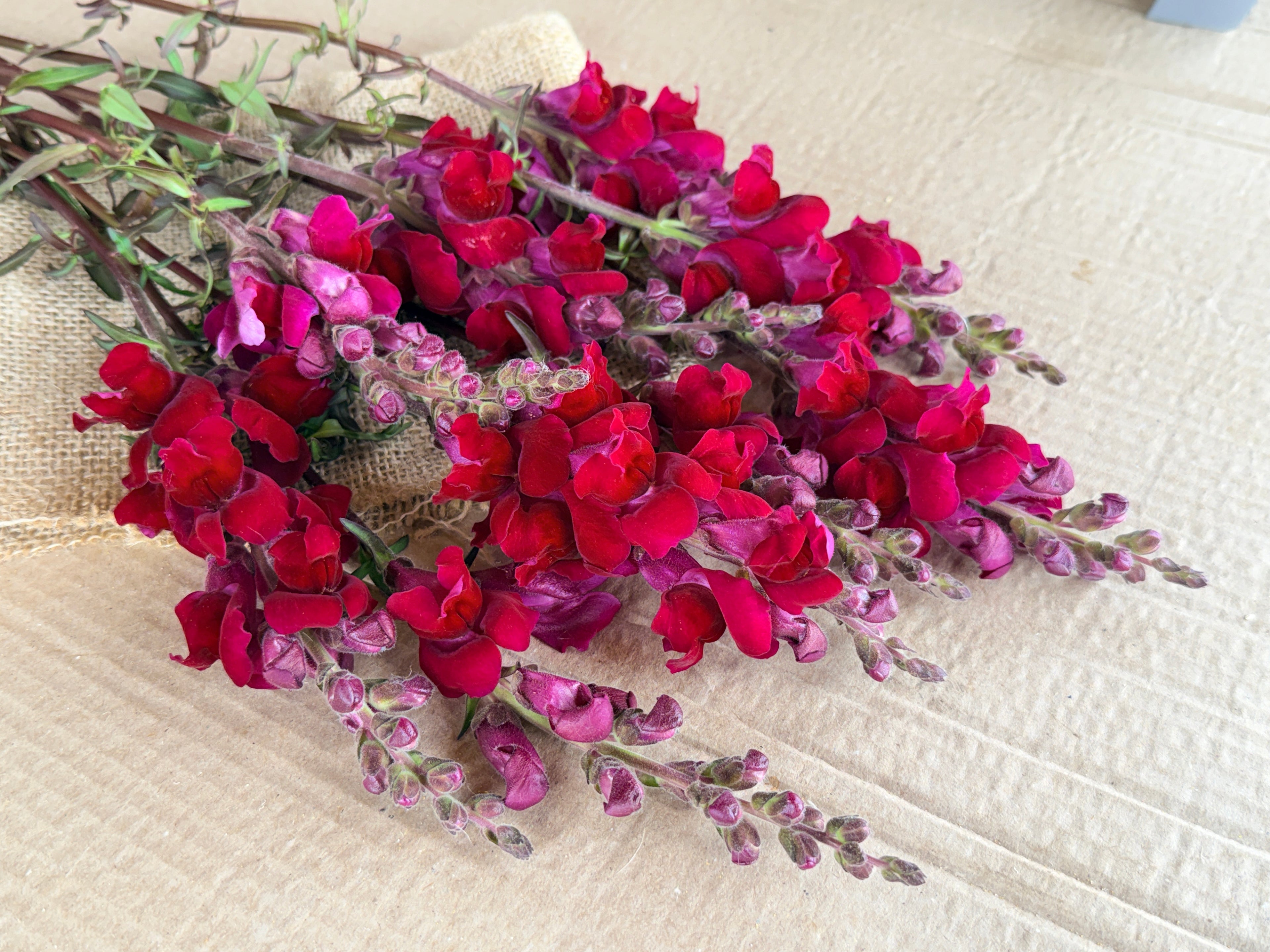 Snapdragon - Costa Red