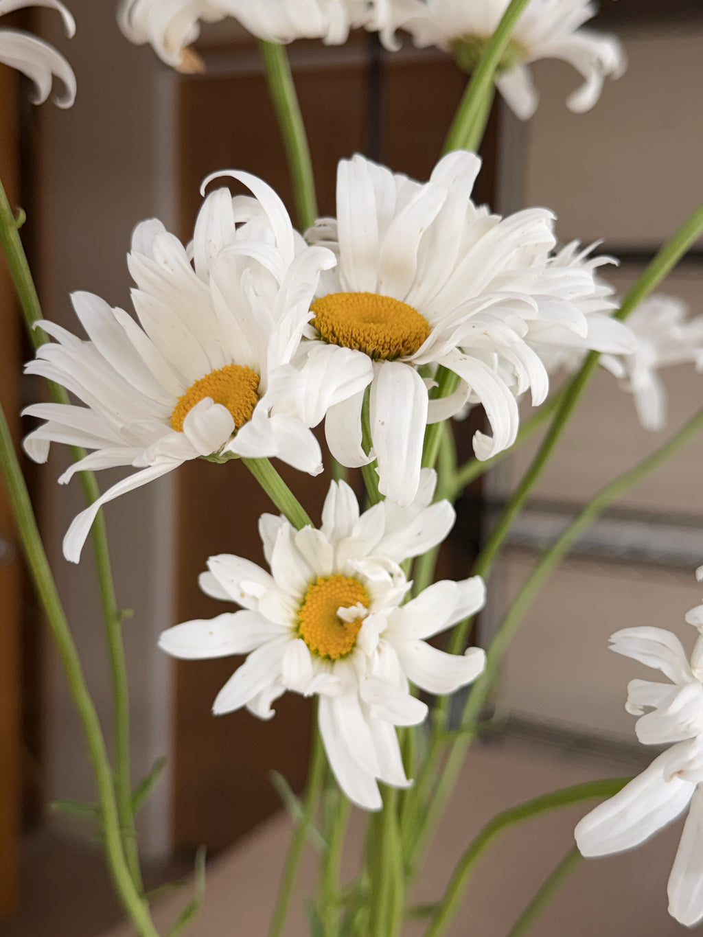 Daisy - Tall Alaska