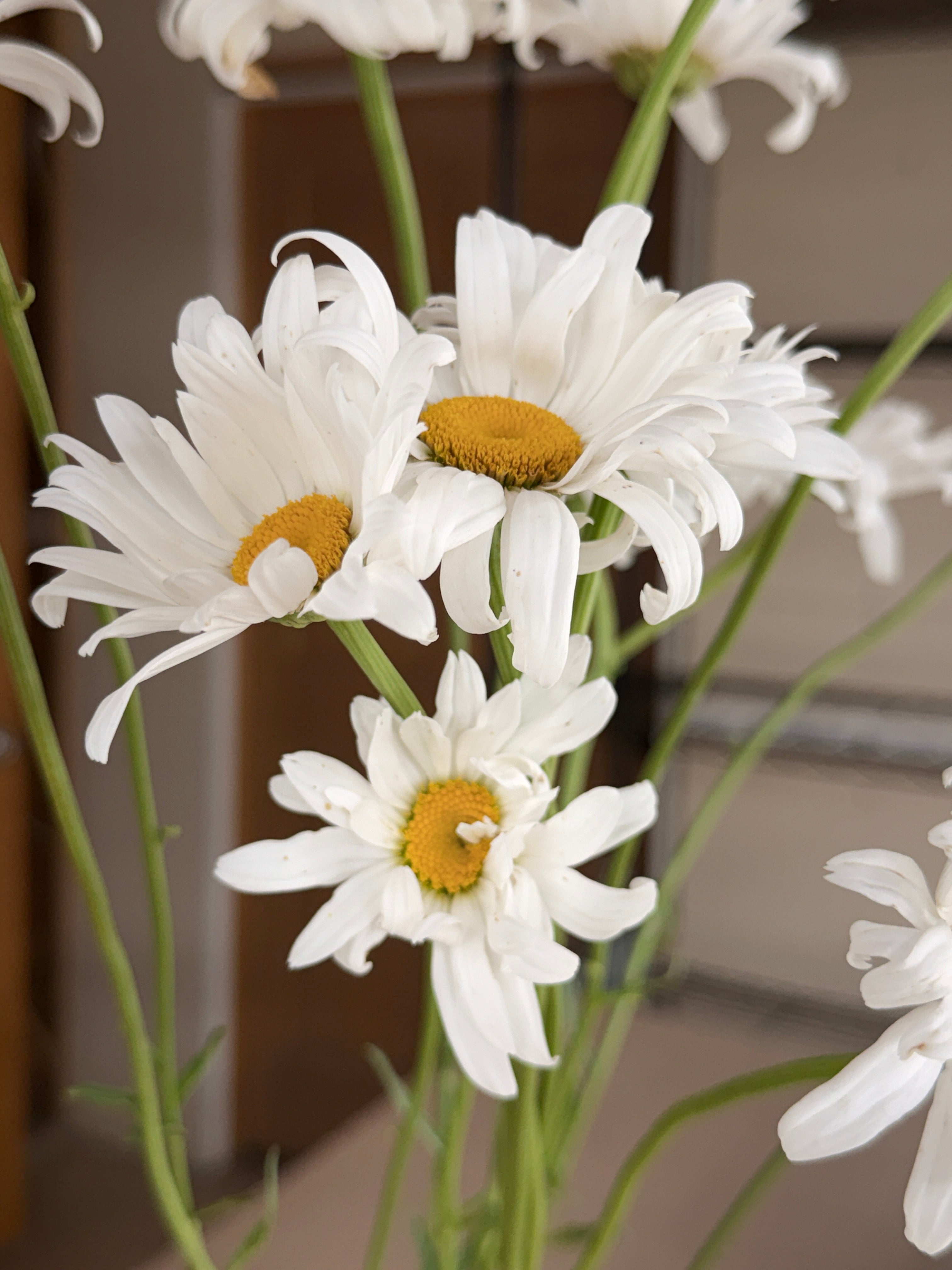 Daisy - Tall Alaska