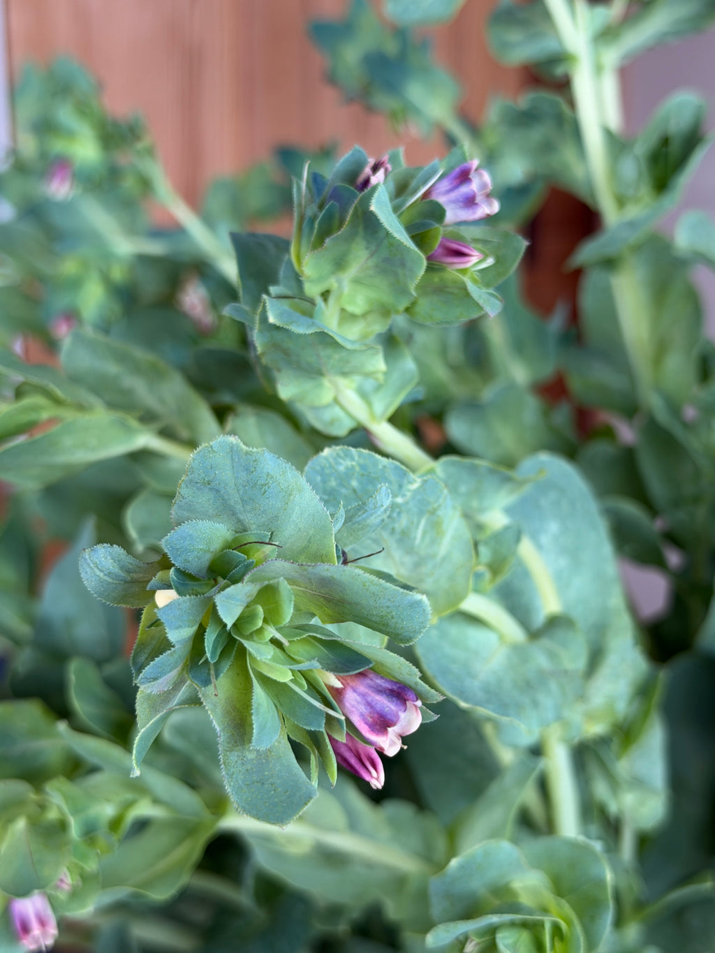 Cerinthe
