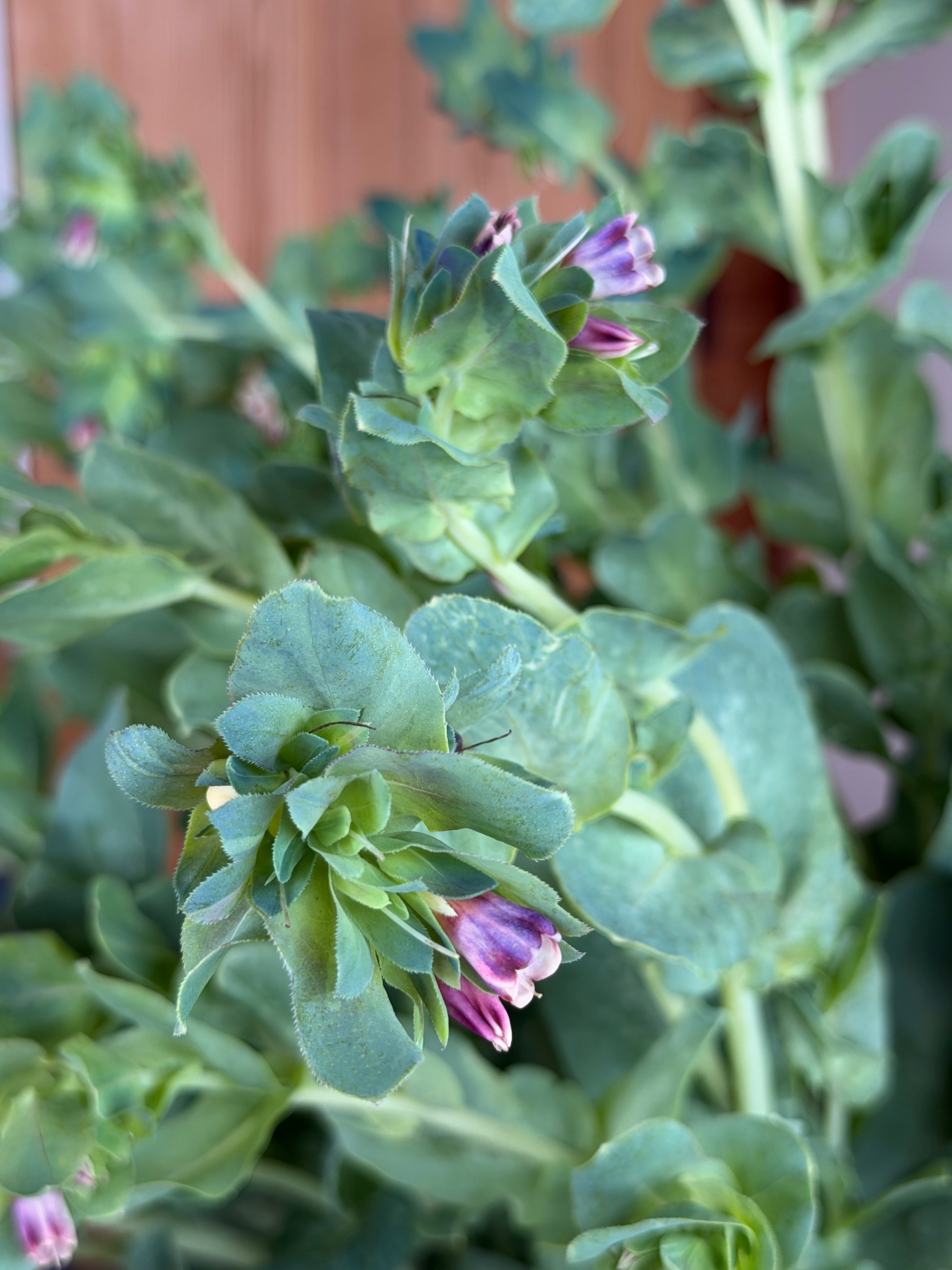 Cerinthe