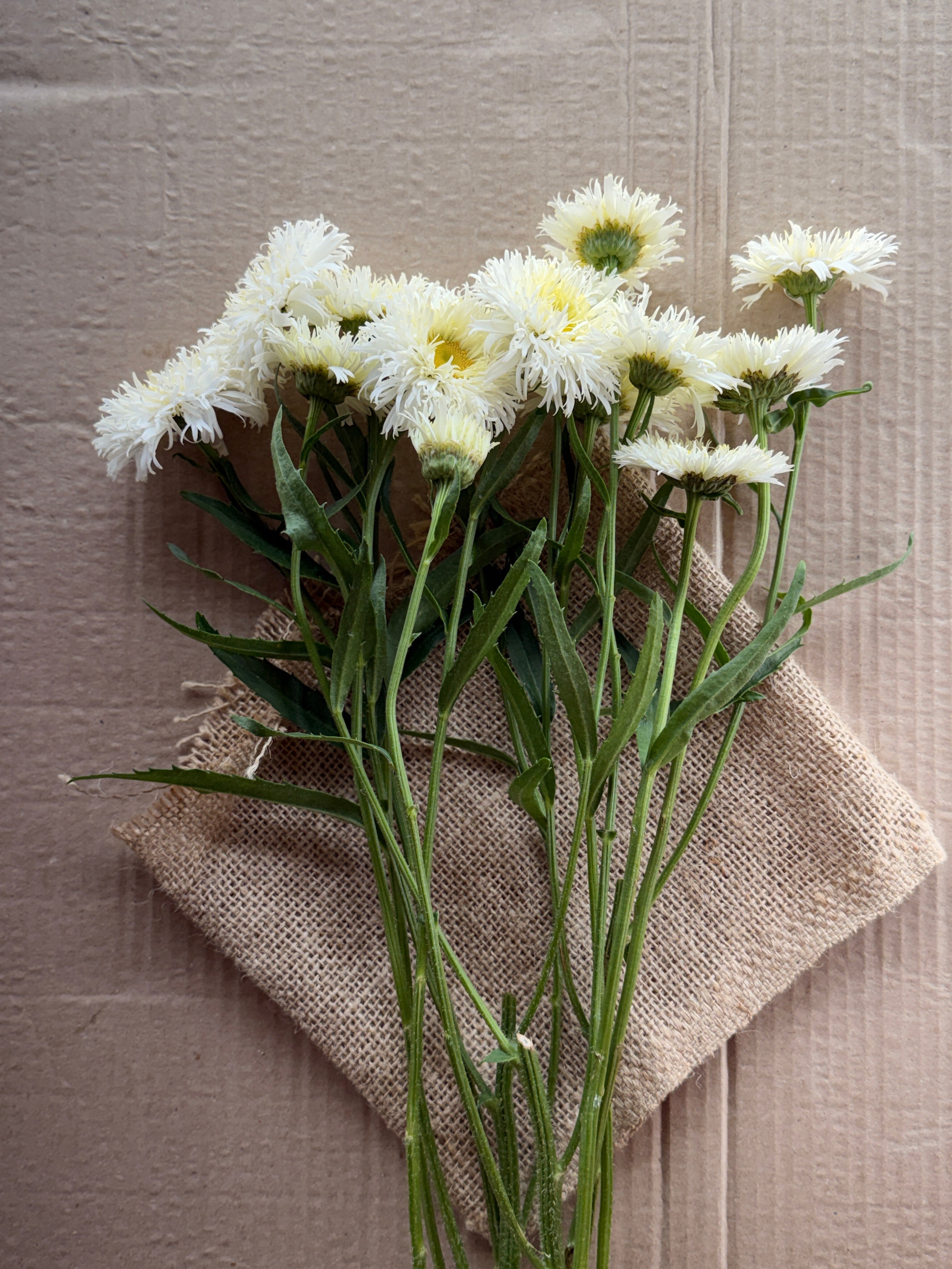 Daisy - Tall Double White