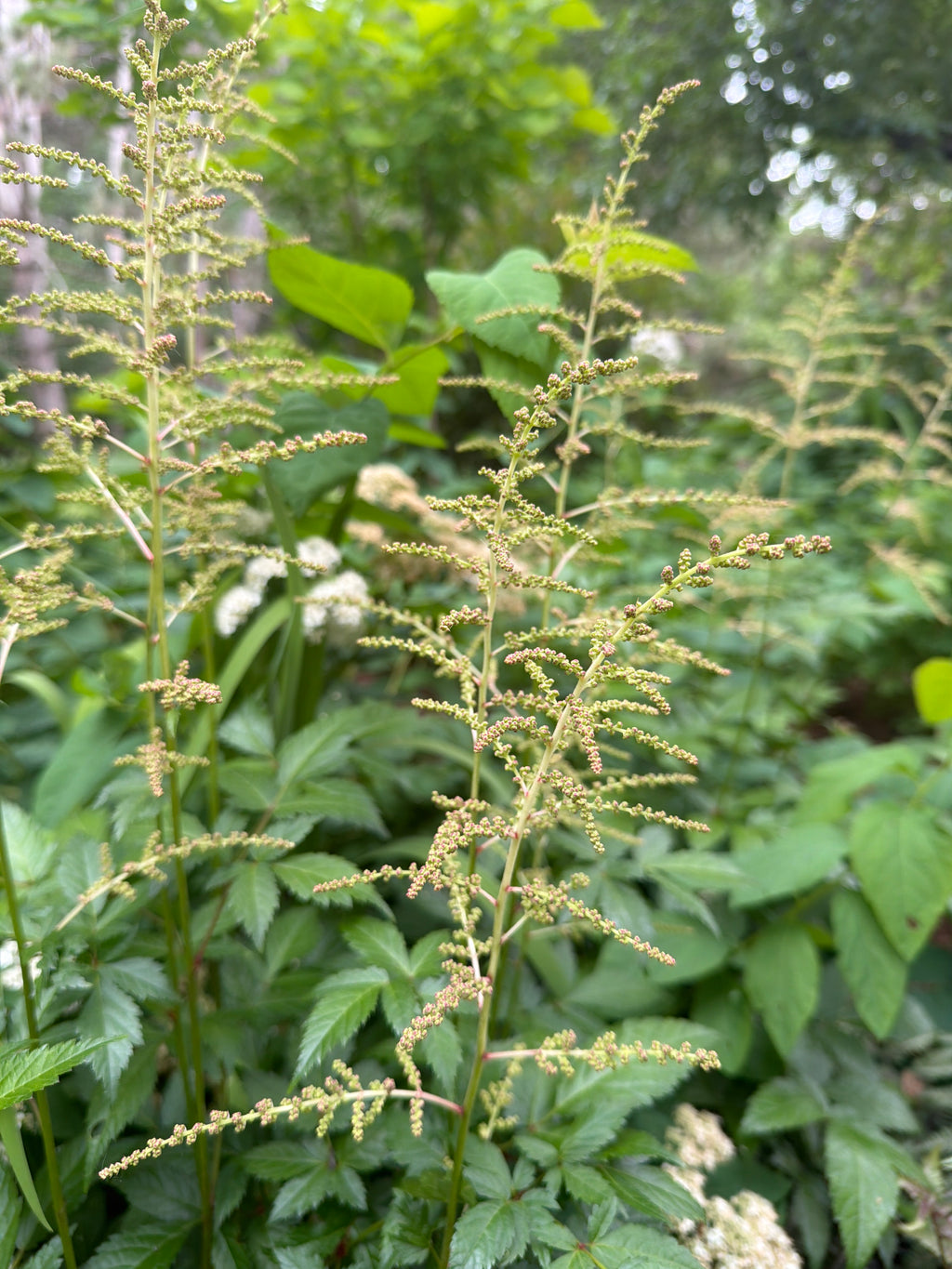 Astilbe Plumes