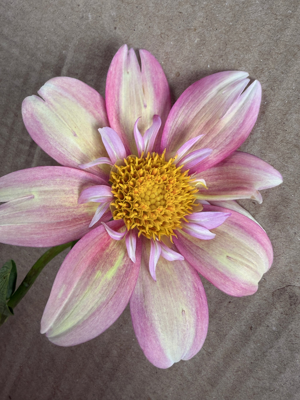 Dahlia - Anemone or Collarette (Mix)
