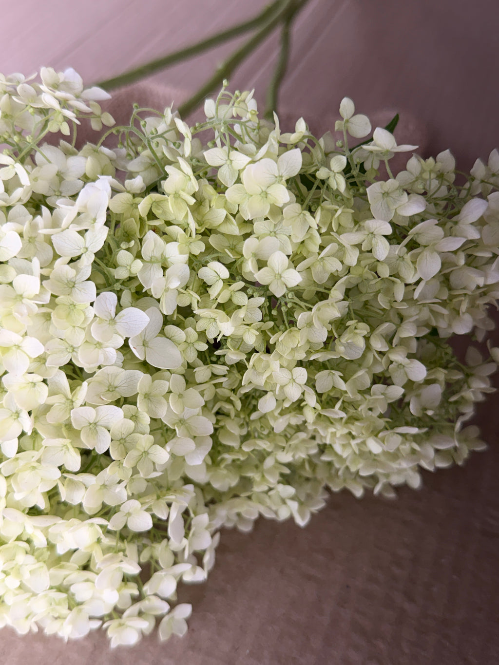 Hydrangea - Large White