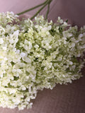 Hydrangea - Large White