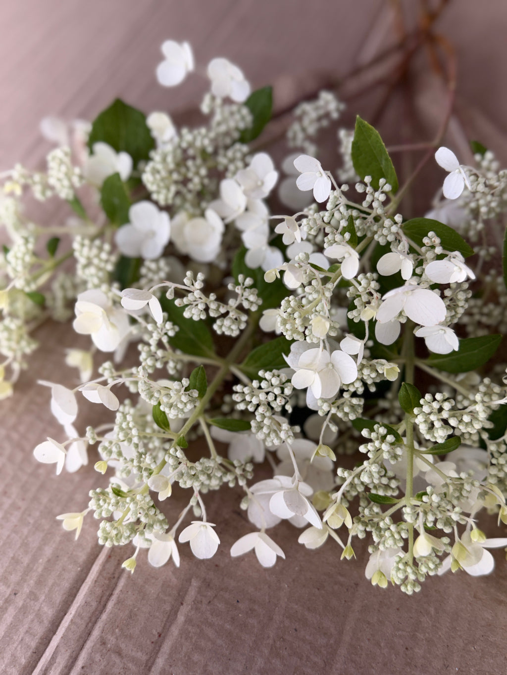 Hydrangea - White Lace
