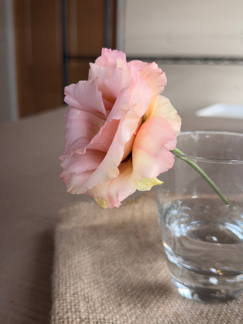Lisianthus - Peach