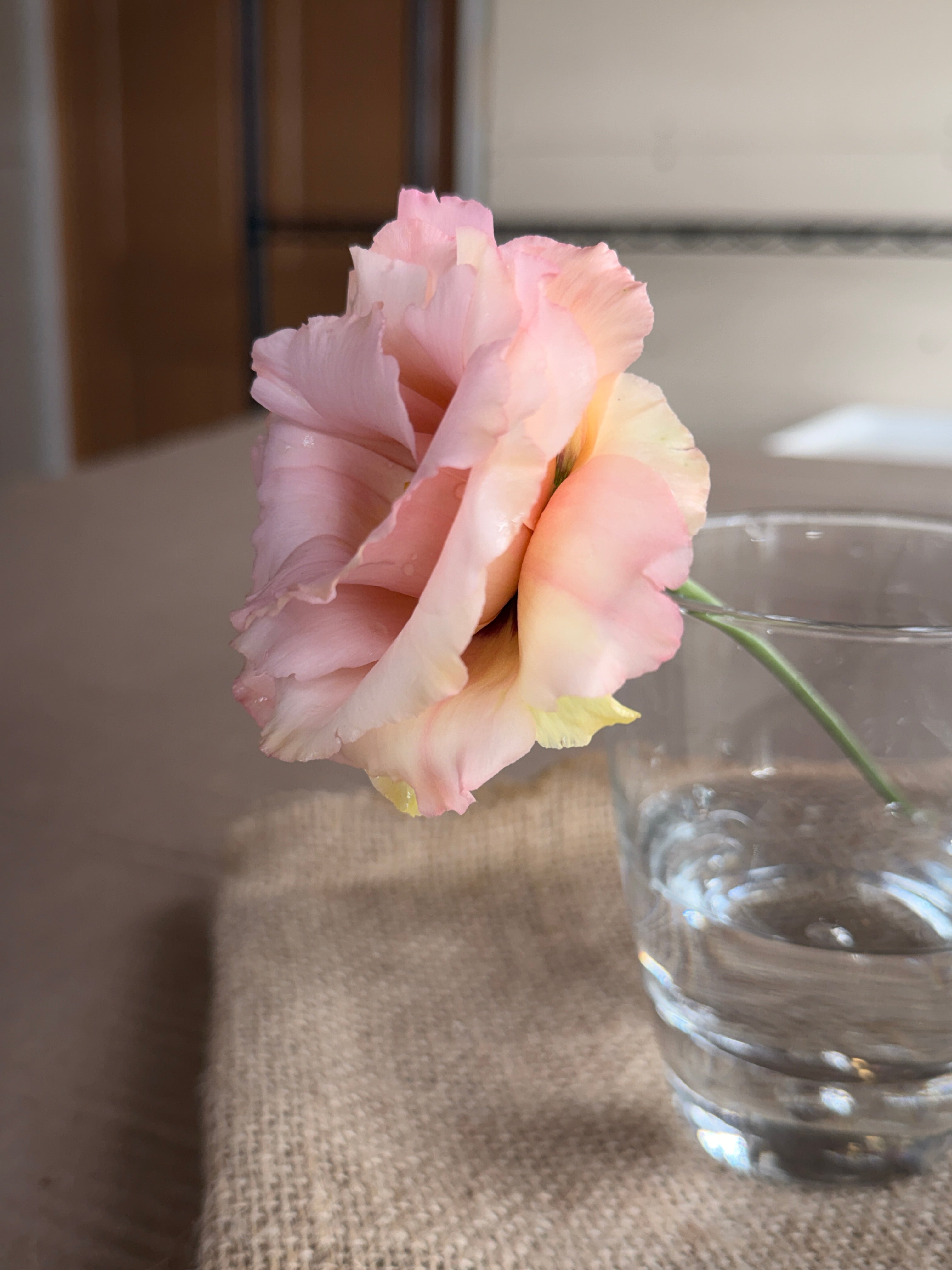 Lisianthus - Peach