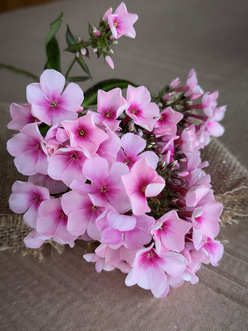 Phlox - Light Pink