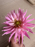 Dahlia - Park Princess