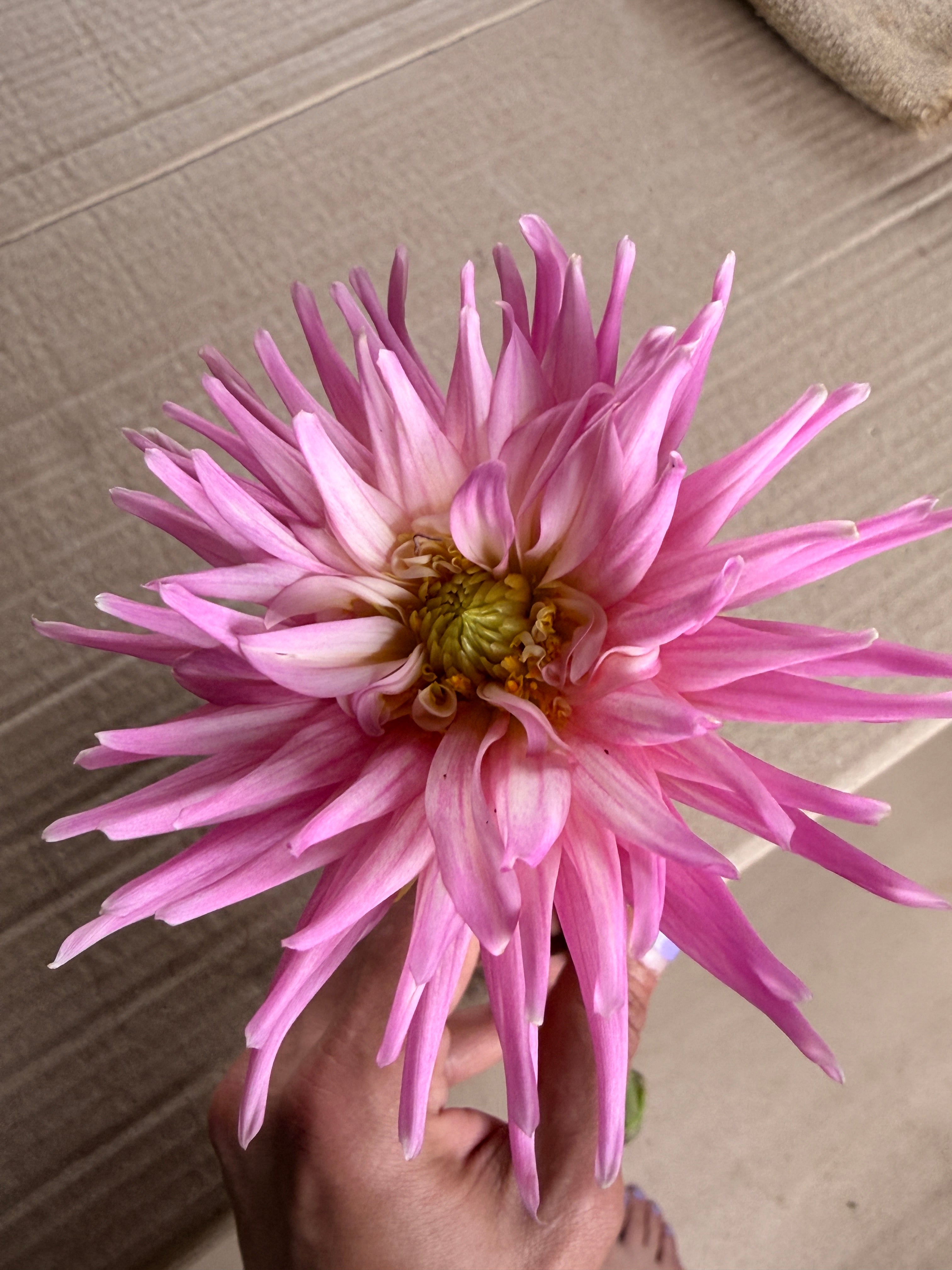Dahlia - Park Princess