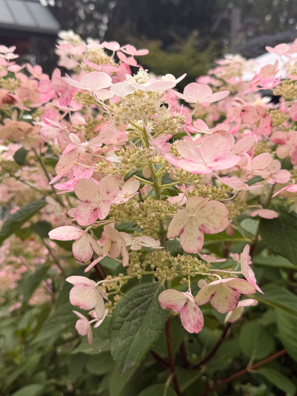 Hydrangea - Quick Fire