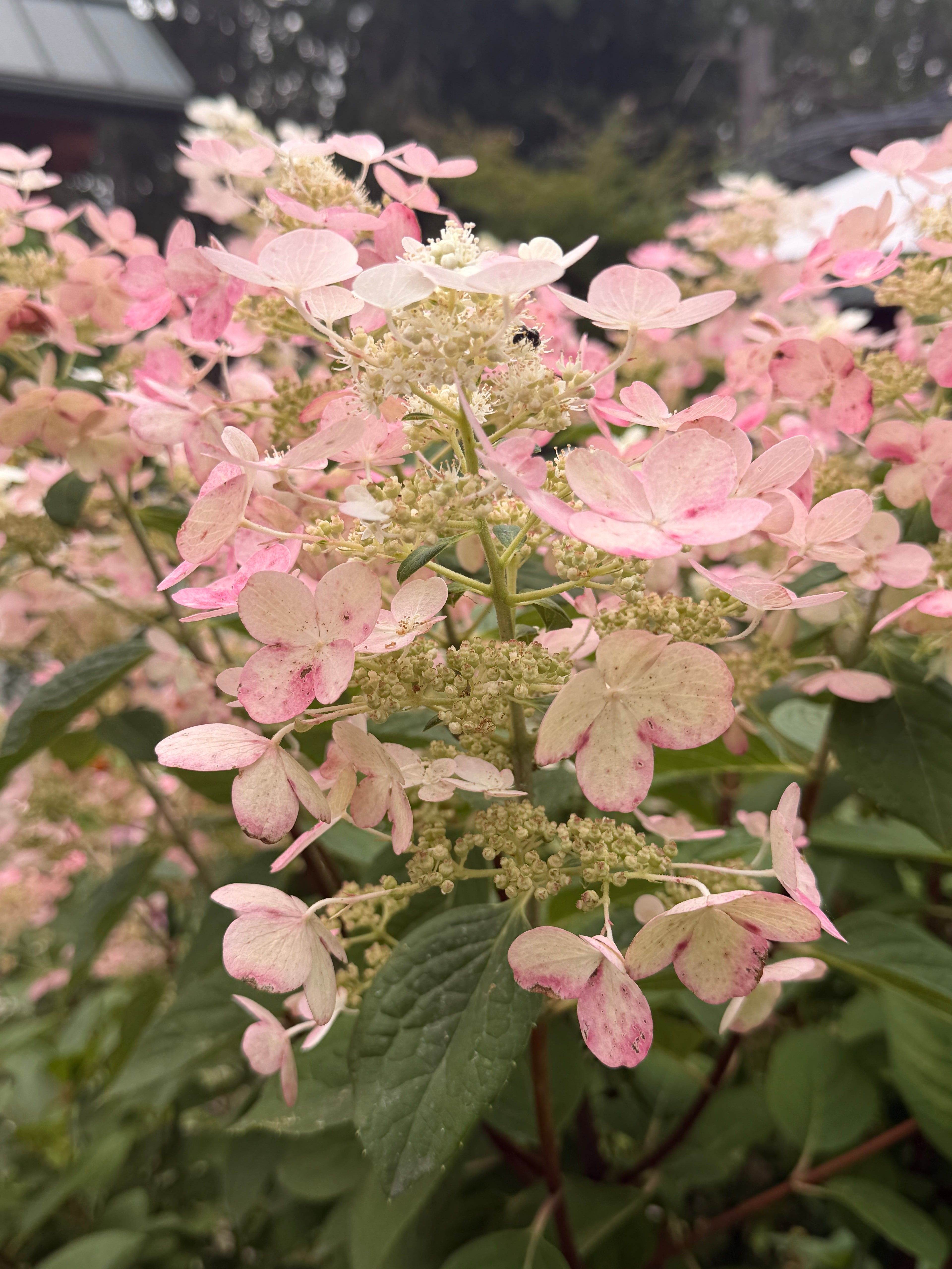 Hydrangea - Quick Fire