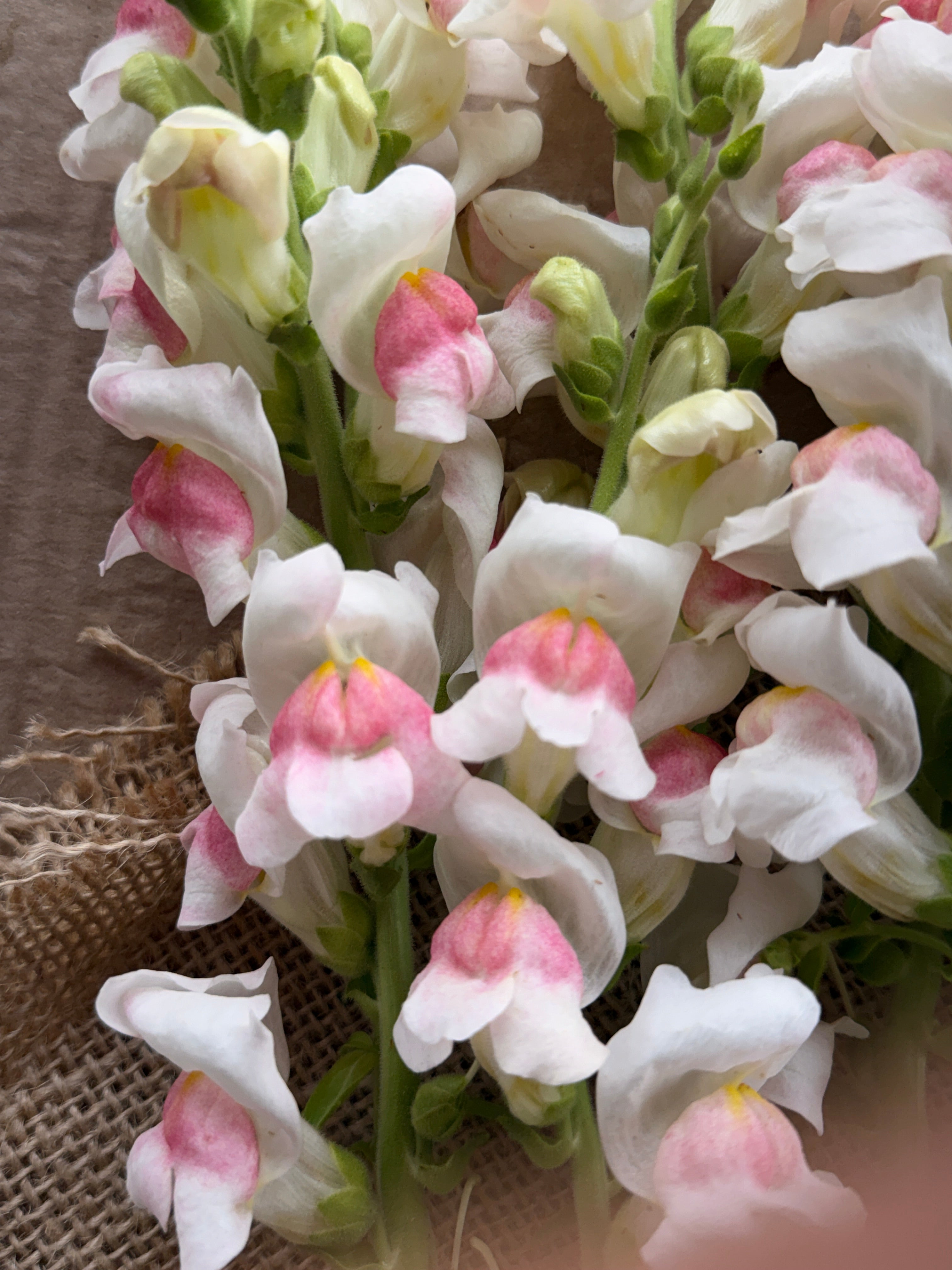 Snapdragon - Potomac Appleblossom