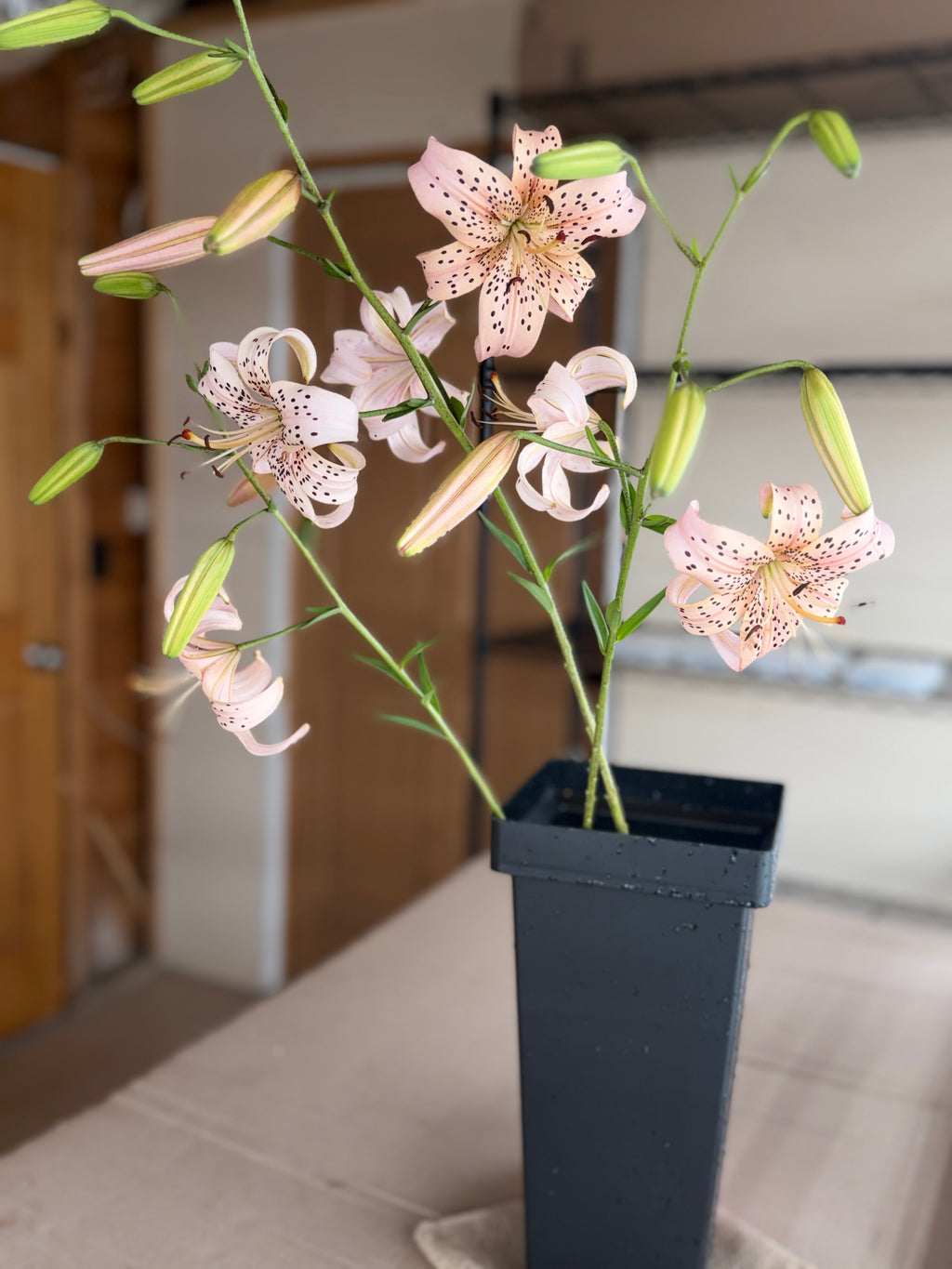 Lily - Pink Tiger
