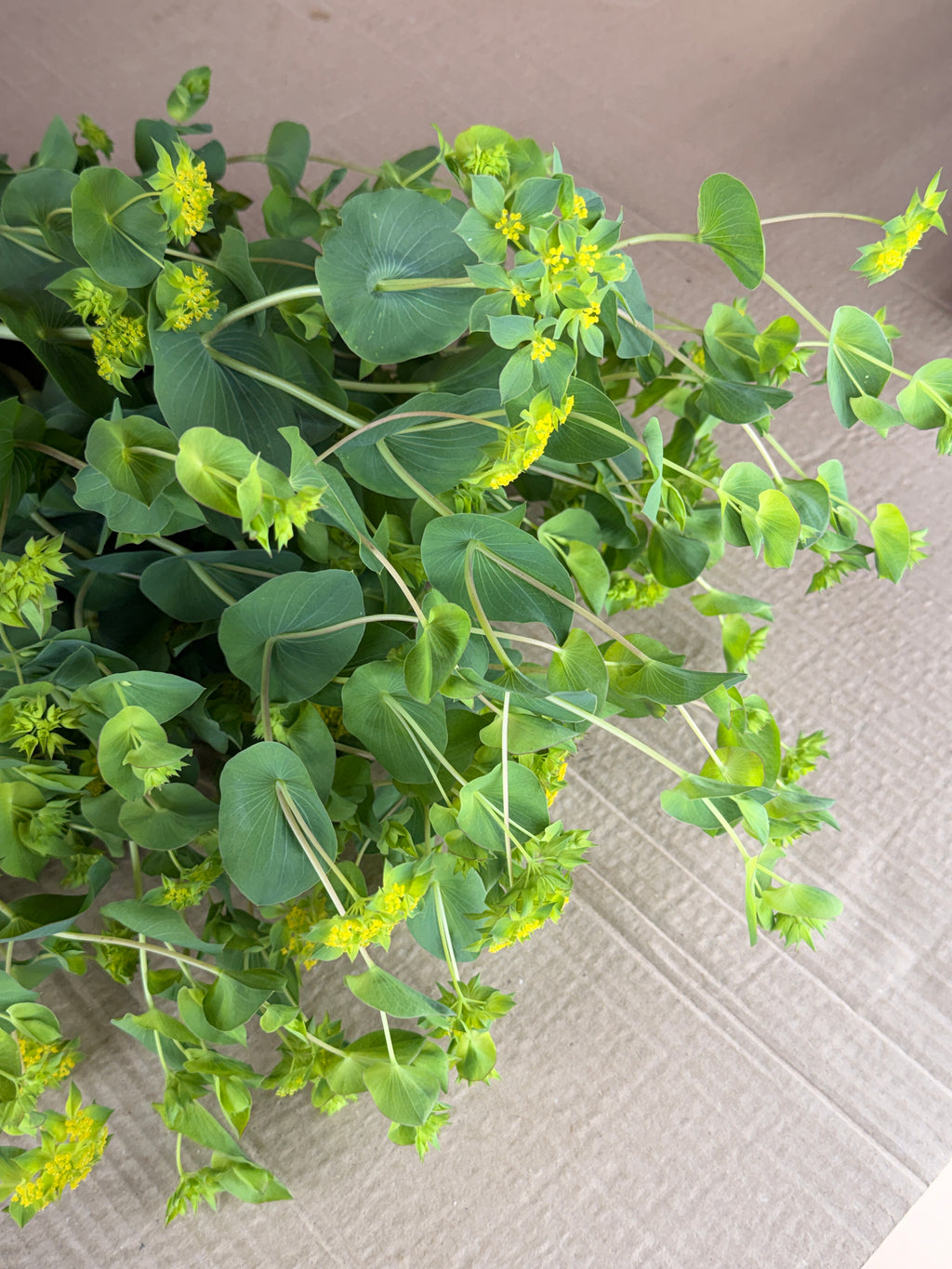Bupleurum