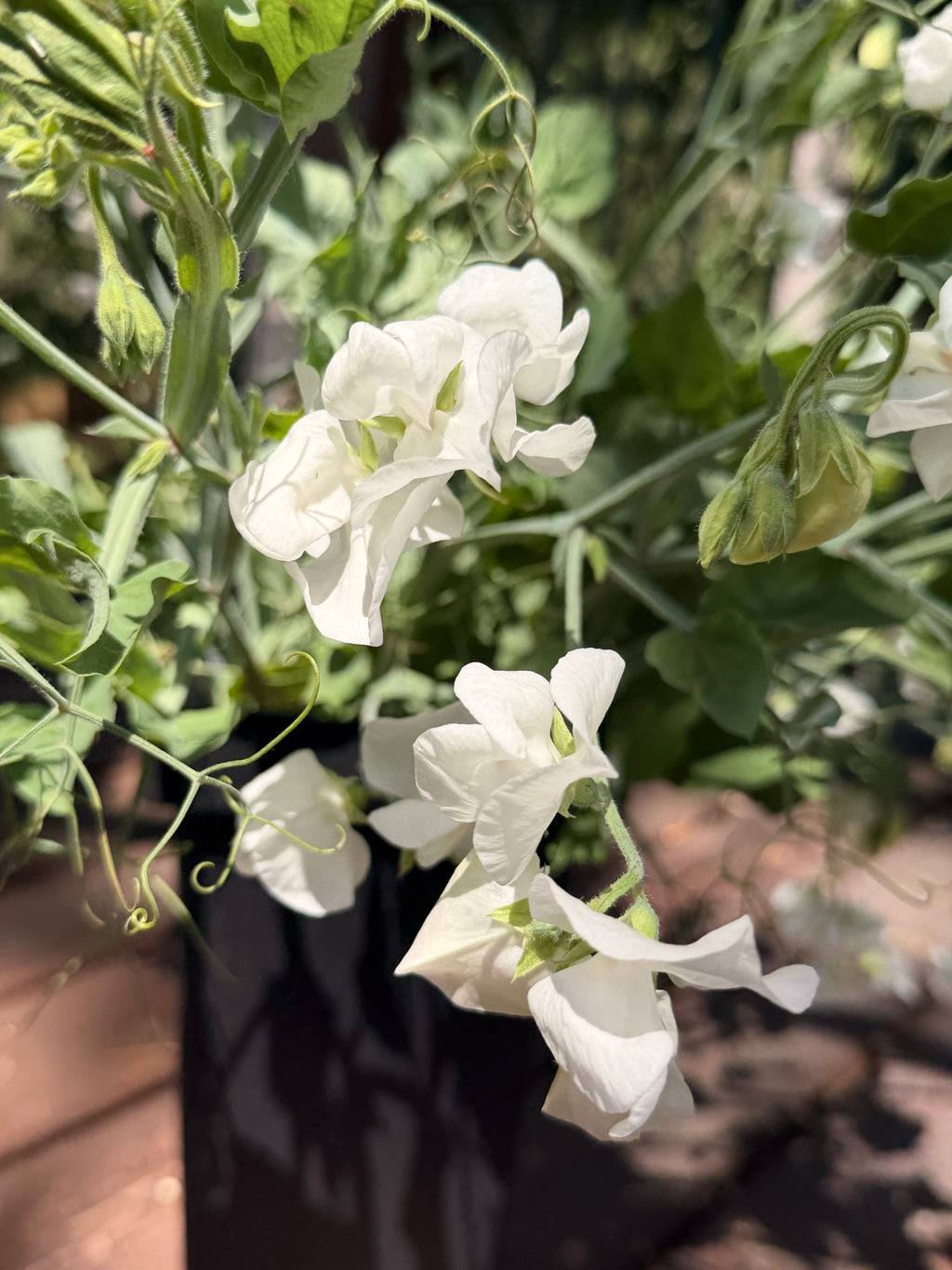 Sweet Peas - White