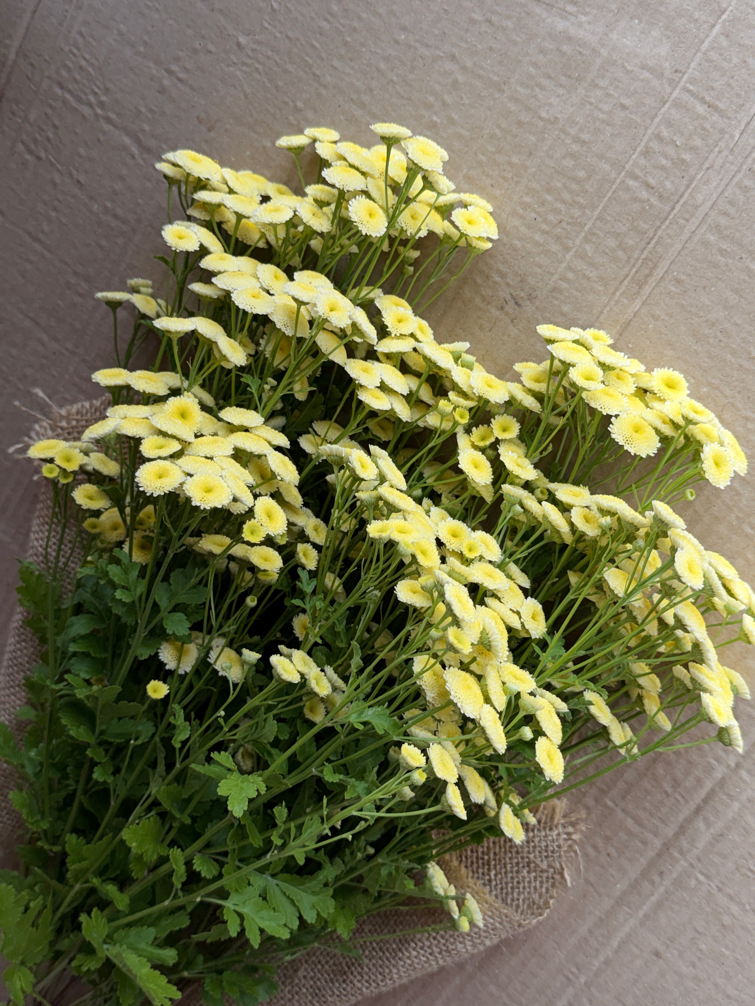 Feverfew - Magic Lime Green
