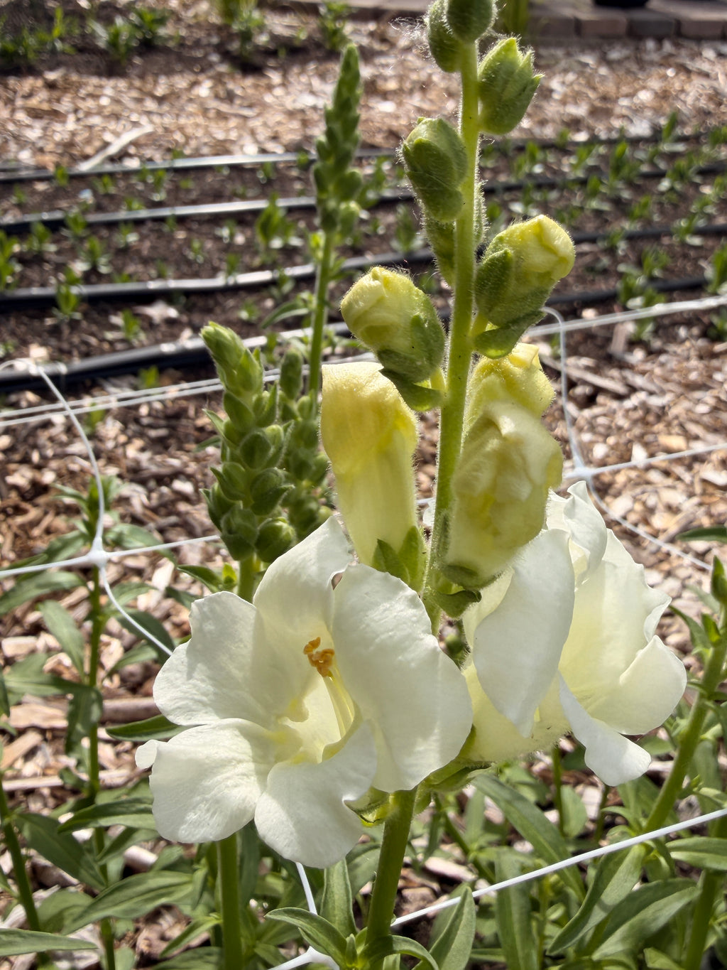 Snapdragon - Chantily White